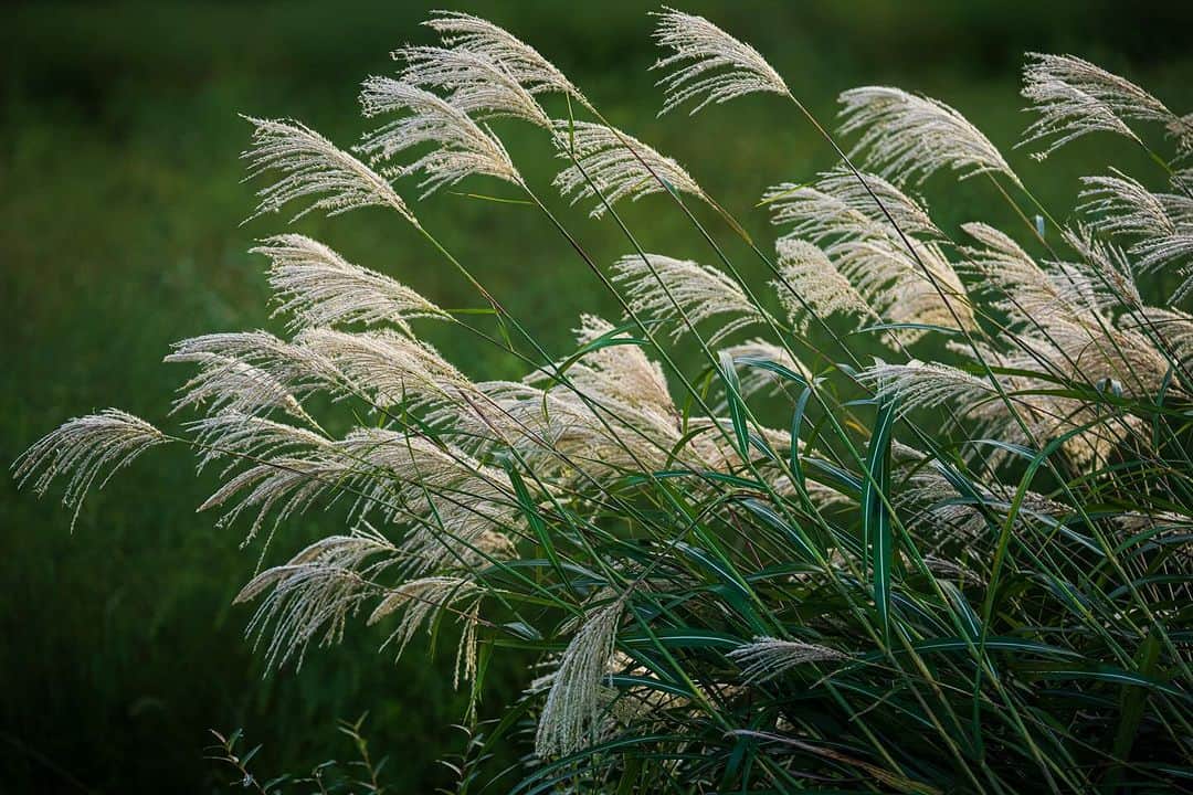 Michael Yamashitaさんのインスタグラム写真 - (Michael YamashitaInstagram)「Susuki pampas grass turns from summer green to shimmering shades of gold in fall fields — an iconic symbol of the season. Mount Yotei, Hokkaido, Japan. #yoteizan #yotei #susuki #pampasgrass #hokkaido」12月4日 0時18分 - yamashitaphoto