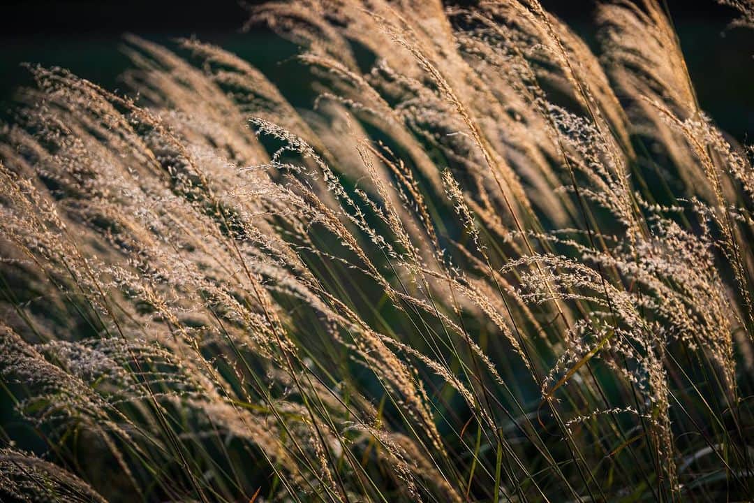 Michael Yamashitaさんのインスタグラム写真 - (Michael YamashitaInstagram)「Susuki pampas grass turns from summer green to shimmering shades of gold in fall fields — an iconic symbol of the season. Mount Yotei, Hokkaido, Japan. #yoteizan #yotei #susuki #pampasgrass #hokkaido」12月4日 0時18分 - yamashitaphoto