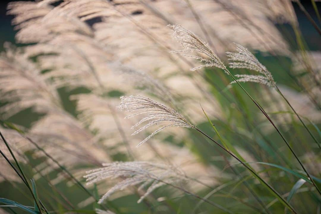 Michael Yamashitaさんのインスタグラム写真 - (Michael YamashitaInstagram)「Susuki pampas grass turns from summer green to shimmering shades of gold in fall fields — an iconic symbol of the season. Mount Yotei, Hokkaido, Japan. #yoteizan #yotei #susuki #pampasgrass #hokkaido」12月4日 0時18分 - yamashitaphoto