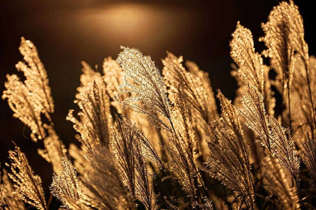 Michael Yamashitaさんのインスタグラム写真 - (Michael YamashitaInstagram)「Susuki pampas grass turns from summer green to shimmering shades of gold in fall fields — an iconic symbol of the season. Mount Yotei, Hokkaido, Japan. #yoteizan #yotei #susuki #pampasgrass #hokkaido」12月4日 0時18分 - yamashitaphoto