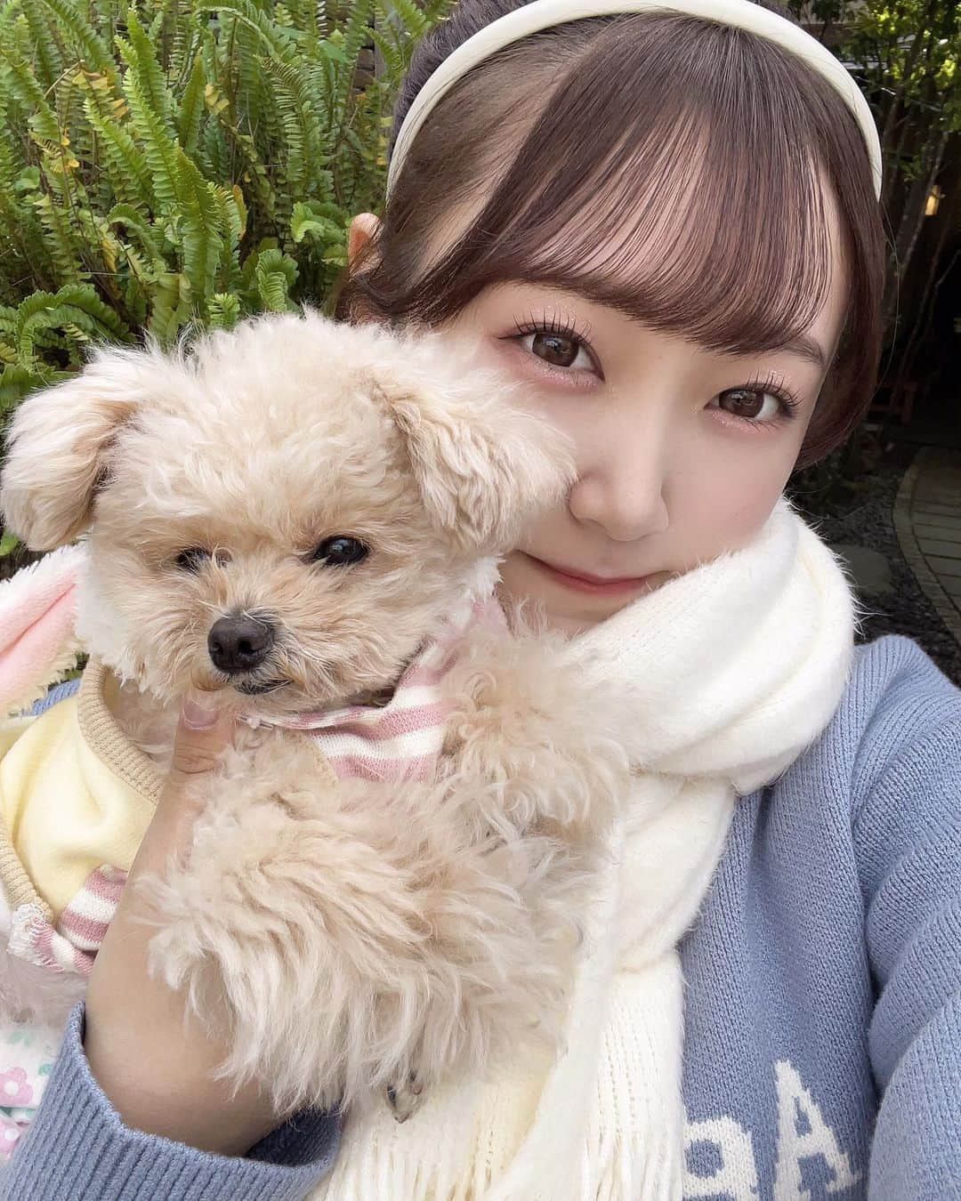 姫咲はなのインスタグラム：「ぽんず大好きだよ💗 ・ ・ ・  #ポメプー #ミックス犬 #姫咲はな #hanahimesaki #セクシー #女優」