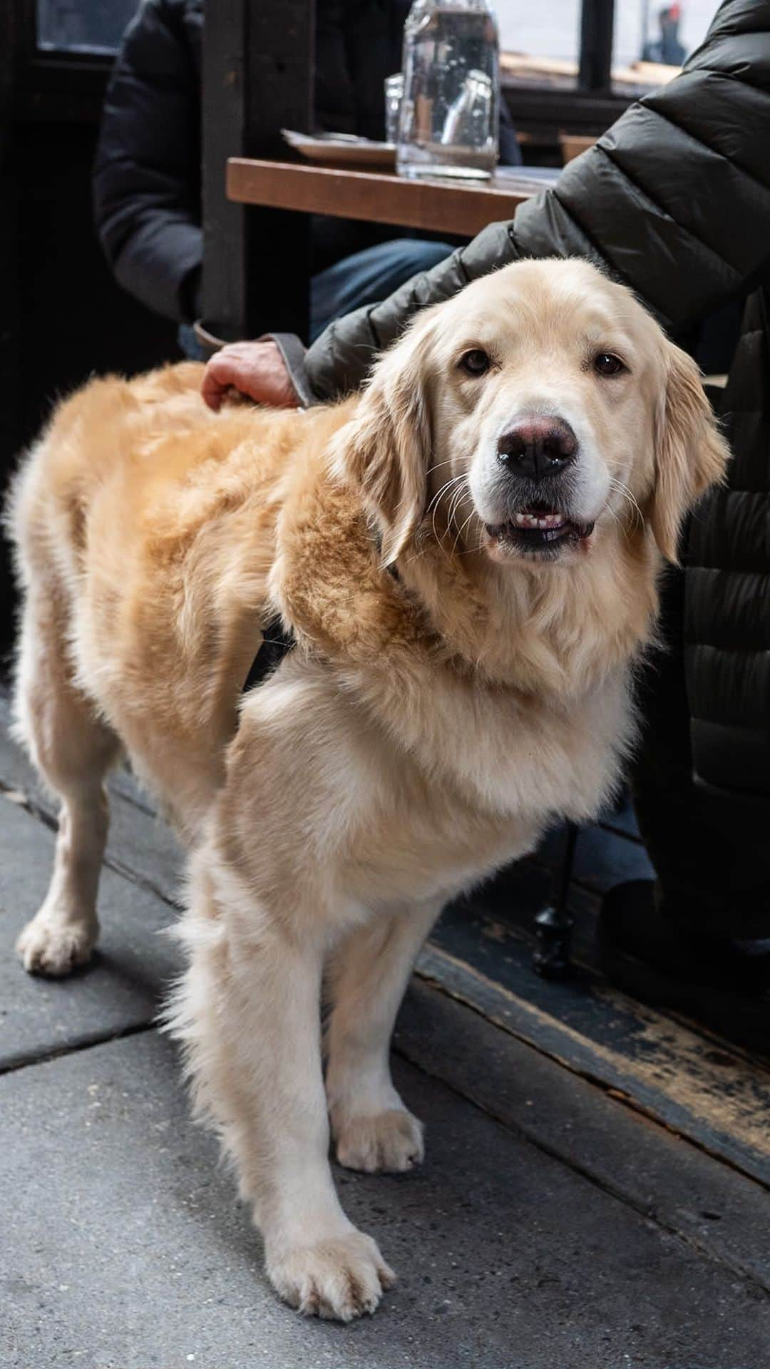 The Dogistのインスタグラム：「Honey, Golden Retriever (4 y/o), MacDougal & King St., New York, NY • “You’ve taken photos of Honey before. She’s very needy – she loves people, and she loves to cuddle. She’s like our third child. We were in California during COVID, and she learned to body surf. We’d throw the ball, a wave would come and she’d ride it back in.”」