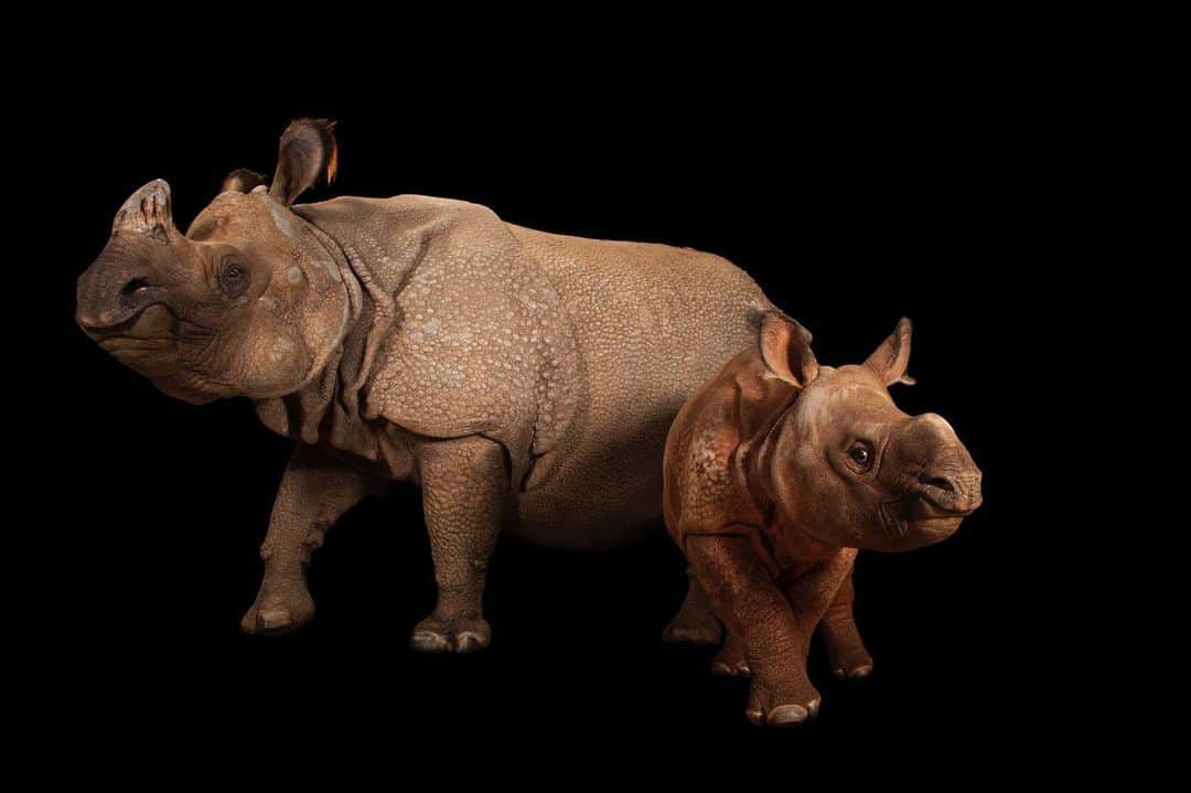 Joel Sartoreのインスタグラム：「Today, let’s take a closer look at what sets the Indian rhinoceros apart from other rhino species. To start, their segmented hide looks a lot like a formidable coat of body armor. Despite their bulkiness, this species can move quite quickly, clocking speeds of up to 30 miles an hour. While other rhino species have two horns, Indian rhinos have only one, as their Latin name Rhinoceros unicornis suggests. The prominent horn for which these rhinos are so well known has also been their downfall, as has been the case for many of the Indian rhino’s relatives. Many animals have been killed for this hard, hair-like growth, which is highly sought after in the false belief it has healing powers. The horn is also valued in North Africa and the Middle East as an ornamental dagger handle. Photo taken @fortworthzoo.  This December, we’re counting down to the anniversary of the Endangered Species Act on December 28th. Each day, we’ll feature a different species protected by this act so you can learn more about their stories. #rhino #rhinoceros #animal #mammal #wildlife #photography #animalphotography #wildlifephotography #studioportrait #PhotoArk #HopeForSpecies @insidenatgeo」