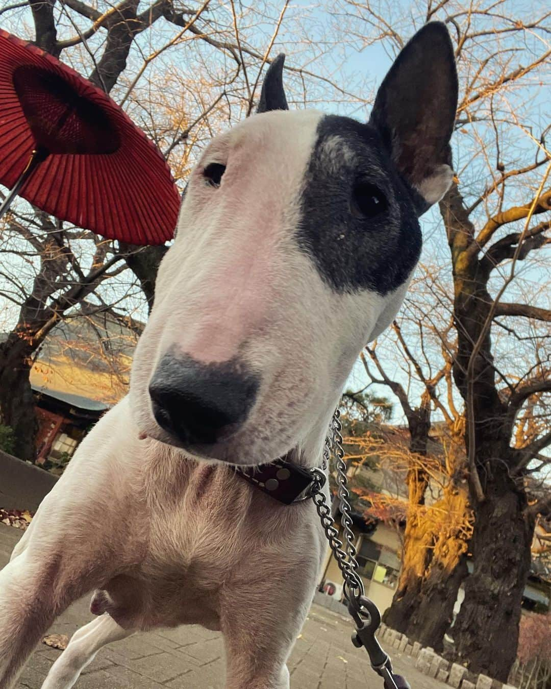 Q太郎さんのインスタグラム写真 - (Q太郎Instagram)「#minituru#bull#terrier#minibullterrier#miniturubullterrier#dog#dogstagram#cute#qtaro#love#family#ミニチュア#ブルテリア#ミニチュアブルテリア#Q太郎」12月18日 15時52分 - qtaro.jun