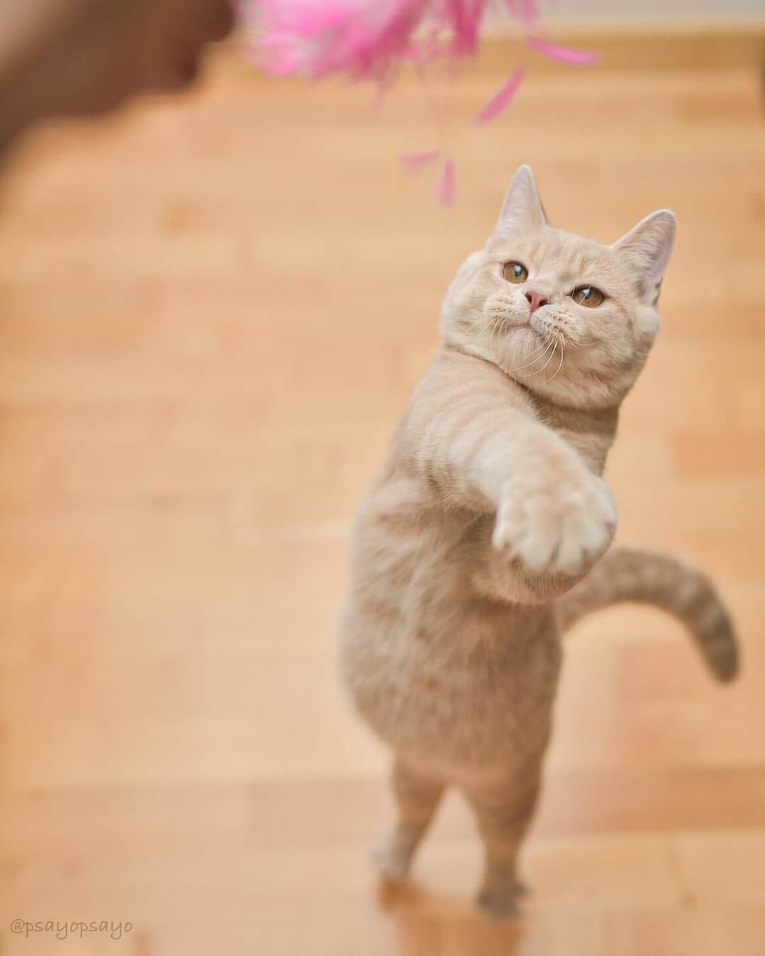 NEKOくらぶのインスタグラム：「|| とりゃ〜！ボクちゃんイケてる？😼✨ @psayopsayo さんの作品ですにゃ（＝ΦωΦ＝） * いいね！＆コメント大歓迎！！ * #nekoclub #NEKOくらぶ #Japan #Photo #写真 #日本 #cat #ネコ #ねこ #猫  Follow: @nekoclub_jpn * ▼【廣済堂出版共同企画】NEKOくらぶの皆さまとつくる「NEKOくらぶ写真集」、発売中♪（＝ΦωΦ＝） ※詳細は本アカウント「 @nekoclub_jpn 」のプロフィールに固定しているハイライトから * ※当アカウントでシェアさせていただいた作品は、東京カメラ部YouTubeアカウントでも投稿者様のお名前入りでご紹介させていただく場合があります。これらの使用に関して原則通知は行いませんので、予めご了承ください。 ※各種法令、マナー、関係者の指示に従った撮影をお願いします。 *Please ensure that your photography adheres to all relevant laws, etiquette, and instructions issued by authorized persons. ※本アカウントは東京カメラ部がFacebook、Instagramのサービスを利用して運営しているもので、Meta社・Instagramとは一切関係ありません。」