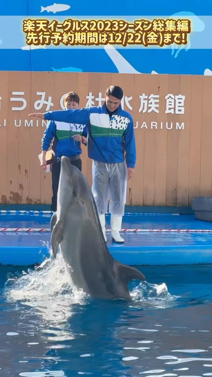 東北楽天ゴールデンイーグルスのインスタグラム：「🐬  DVDの内容をちょい見せです👀📀  村林選手が幼い頃の夢を叶える！ イルカのトレーナーに挑戦✊🔥  #RakutenEagles #村林一輝 #小深田大翔 #イルカ#イルカショー #トレーナー #仙台うみの杜水族館」