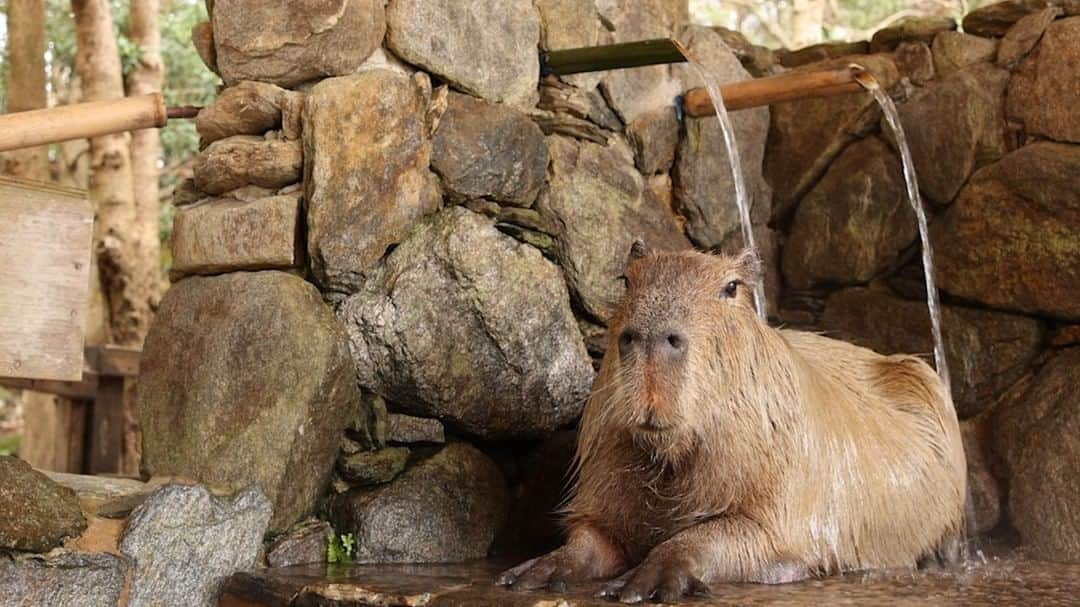 渡辺克仁のインスタグラム：「日本で初めてカピバラの打たせ湯を作ったのは長崎バイオパーク。  #カピバラ #水豚 #capybara #長崎バイオパーク」