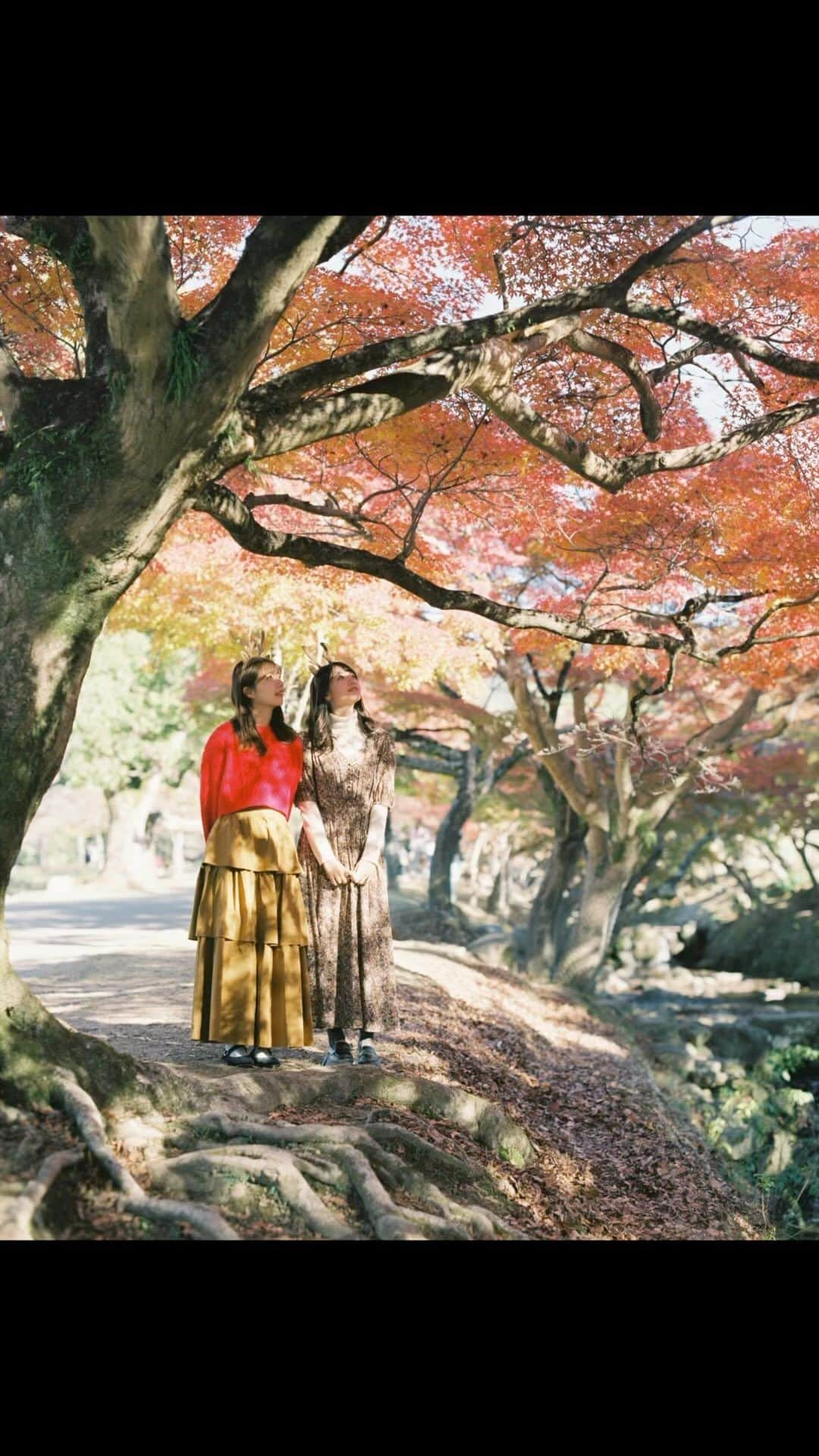 Masaのインスタグラム：「.  iPhone   Fujifilm X-Pro2  XF35 F1.4  Pentax6x7  Super Takumar 105mm F2.4 #lomo400  一枚目のみバケペン📷  最初のウンウンウンウンがいい👍🏻  撮影日 : 2023年11月21日  #まさペン #ヤマプリ #pentax6x7 #pentax67 #バケペン #中判フィルム #film #filmcamera #filmphotography #フィルム #フィルムカメラ #フィルム写真 #portrait #ポートレート #紅葉 #イチョウ #銀杏 #奈良 #Nara #鹿 #奈良公園 #紅葉」