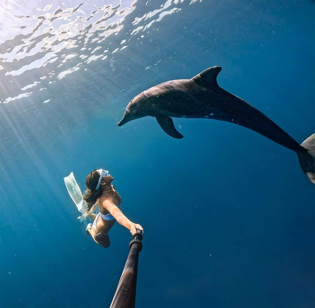 GoProのインスタグラム：「見つめ合えた思い出の瞬間 🐬 #GoProファミリー @sumogurionna が野生のイルカとセルフィーショット🤳 ・ ・ ・ #GoPro #GoProJP #GoProのある生活 #GoPro女子 #沖縄 #石垣島 #イルカ #海豚 #🐬 #Dolphin #Okinawa」