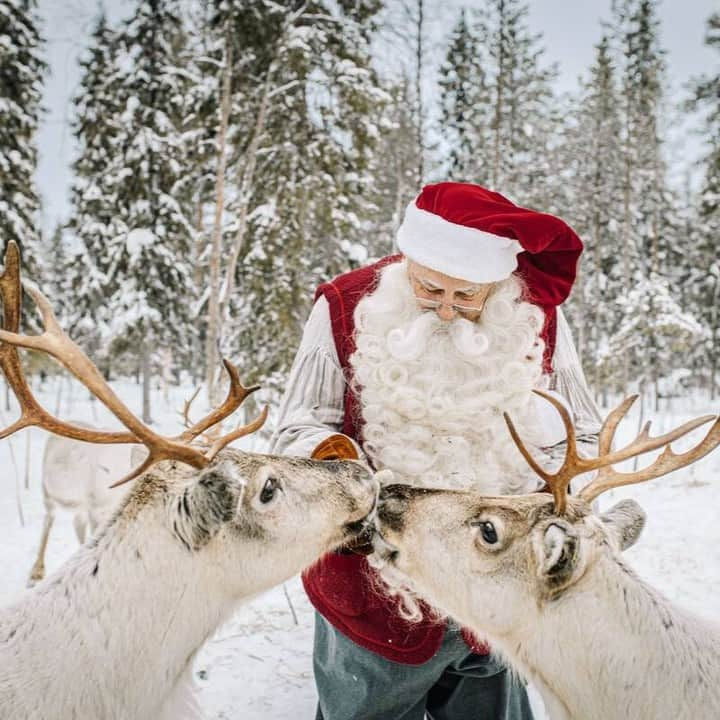 フィンランド政府観光局さんのインスタグラム写真 - (フィンランド政府観光局Instagram)「🎅🦌クリスマスが近づいて、サンタさんもトナカイたちも入念に準備している時期ですが、フィンランドのラップランドには住人の数とほぼ同数のトナカイがいるということをご存知でしたか?　 ラップランドを訪れて道路沿いや森の中でトナカイを見かけないには珍しいといった感じです。  見かけるだけでなく、トナカイたちにもっと親しんでみたいなら、トナカイファームを訪れたり。トナカイぞりツアーに参加したりするのもおすすめです。  📸Juho Kuva, Mikko Ryhänen #visitfinland #ourfinland #visitfinlandjp #finland #北欧旅行 #travelgram #フィンランド #フィンランド政府観光局 #北欧 #travel #instatravel #travel #travelgram #travelling #traveler #旅したくなるフォト #旅行 #旅 #海外旅行 #travelphotography #旅行大好き #旅行好き #旅スタグラム #旅好き #ヨーロッパ旅行 #旅に出たい #トラベル #トナカイ」12月18日 20時00分 - visitfinlandjapan