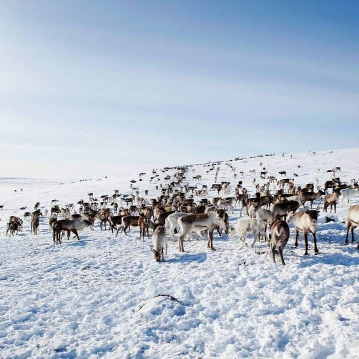 フィンランド政府観光局さんのインスタグラム写真 - (フィンランド政府観光局Instagram)「🎅🦌クリスマスが近づいて、サンタさんもトナカイたちも入念に準備している時期ですが、フィンランドのラップランドには住人の数とほぼ同数のトナカイがいるということをご存知でしたか?　 ラップランドを訪れて道路沿いや森の中でトナカイを見かけないには珍しいといった感じです。  見かけるだけでなく、トナカイたちにもっと親しんでみたいなら、トナカイファームを訪れたり。トナカイぞりツアーに参加したりするのもおすすめです。  📸Juho Kuva, Mikko Ryhänen #visitfinland #ourfinland #visitfinlandjp #finland #北欧旅行 #travelgram #フィンランド #フィンランド政府観光局 #北欧 #travel #instatravel #travel #travelgram #travelling #traveler #旅したくなるフォト #旅行 #旅 #海外旅行 #travelphotography #旅行大好き #旅行好き #旅スタグラム #旅好き #ヨーロッパ旅行 #旅に出たい #トラベル #トナカイ」12月18日 20時00分 - visitfinlandjapan