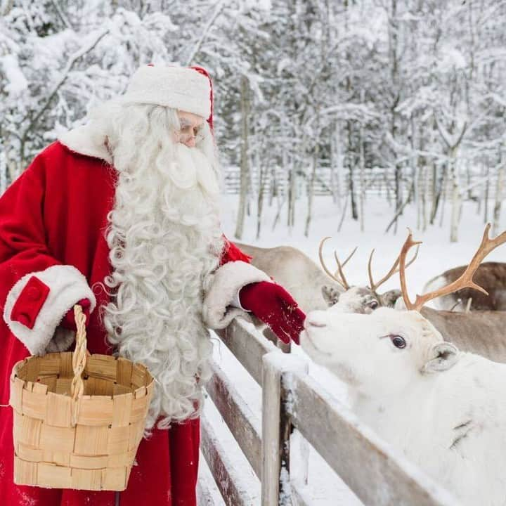 フィンランド政府観光局さんのインスタグラム写真 - (フィンランド政府観光局Instagram)「🎅🦌クリスマスが近づいて、サンタさんもトナカイたちも入念に準備している時期ですが、フィンランドのラップランドには住人の数とほぼ同数のトナカイがいるということをご存知でしたか?　 ラップランドを訪れて道路沿いや森の中でトナカイを見かけないには珍しいといった感じです。  見かけるだけでなく、トナカイたちにもっと親しんでみたいなら、トナカイファームを訪れたり。トナカイぞりツアーに参加したりするのもおすすめです。  📸Juho Kuva, Mikko Ryhänen #visitfinland #ourfinland #visitfinlandjp #finland #北欧旅行 #travelgram #フィンランド #フィンランド政府観光局 #北欧 #travel #instatravel #travel #travelgram #travelling #traveler #旅したくなるフォト #旅行 #旅 #海外旅行 #travelphotography #旅行大好き #旅行好き #旅スタグラム #旅好き #ヨーロッパ旅行 #旅に出たい #トラベル #トナカイ」12月18日 20時00分 - visitfinlandjapan