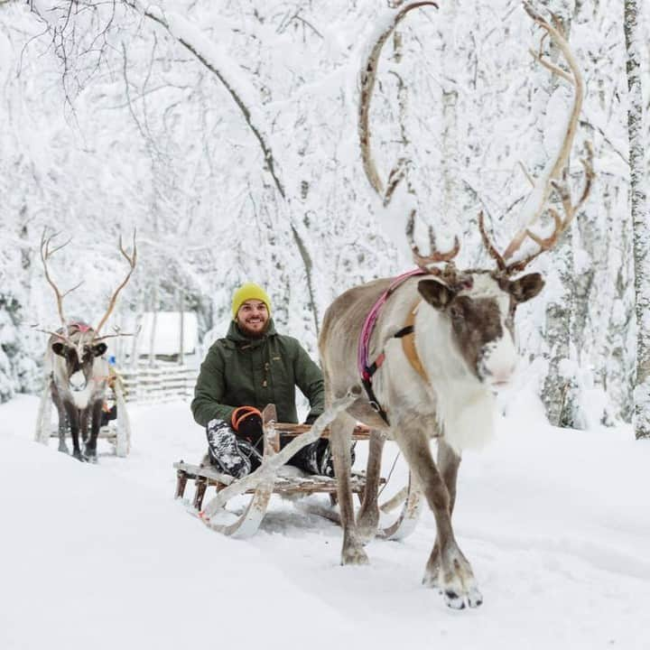 フィンランド政府観光局さんのインスタグラム写真 - (フィンランド政府観光局Instagram)「🎅🦌クリスマスが近づいて、サンタさんもトナカイたちも入念に準備している時期ですが、フィンランドのラップランドには住人の数とほぼ同数のトナカイがいるということをご存知でしたか?　 ラップランドを訪れて道路沿いや森の中でトナカイを見かけないには珍しいといった感じです。  見かけるだけでなく、トナカイたちにもっと親しんでみたいなら、トナカイファームを訪れたり。トナカイぞりツアーに参加したりするのもおすすめです。  📸Juho Kuva, Mikko Ryhänen #visitfinland #ourfinland #visitfinlandjp #finland #北欧旅行 #travelgram #フィンランド #フィンランド政府観光局 #北欧 #travel #instatravel #travel #travelgram #travelling #traveler #旅したくなるフォト #旅行 #旅 #海外旅行 #travelphotography #旅行大好き #旅行好き #旅スタグラム #旅好き #ヨーロッパ旅行 #旅に出たい #トラベル #トナカイ」12月18日 20時00分 - visitfinlandjapan