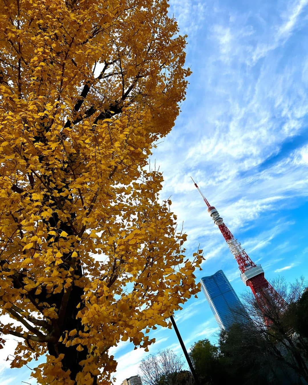 佐藤彩さんのインスタグラム写真 - (佐藤彩Instagram)「東京タワーって 見かけたらワクワクしちゃう🤭 完全なる道民です笑  . そんな東京タワーをバックに モデル経験もある大堀結衣ちゃんから アドバイスをもらいつつ撮ってもらった写真📷  . 私の短い足を必死に伸ばし！笑 危うく足が攣りそうになりましたが😂  綺麗に見える写真を撮ってもらいました🤭 やったー！！  #東京観光 #東京タワー #芝公園 #芝公園からの東京タワー #晩秋の風景  #12月なのに #イチョウ #紅葉綺麗 #北海道は真っ白 #いつもより #足長く見える #結衣ちゃんありがとう #また来年も会いましょう」12月18日 20時43分 - hbc_ayasato