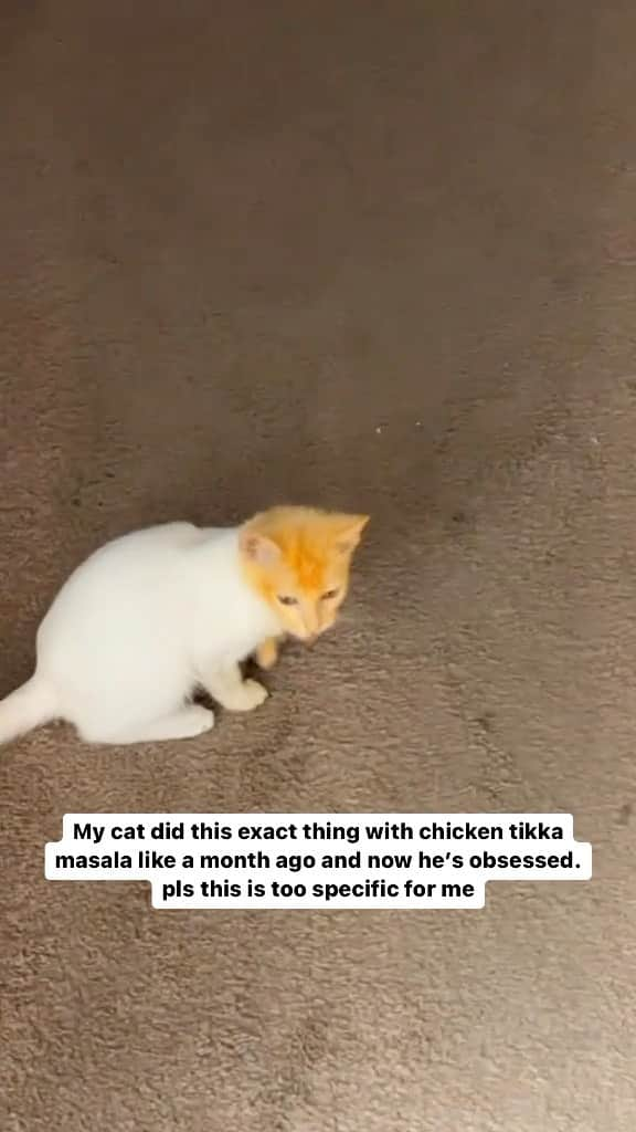 Cute Pets Dogs Catsのインスタグラム：「My cat did this exact thing with chicken tikka masala like a month ago and now he’s obsessed. pls this is too specific for me  Credit: adorable moheeto2 (tt) (*read note below) ** For all crediting issues and removals pls 𝐄𝐦𝐚𝐢𝐥 𝐮𝐬 ☺️  𝐍𝐨𝐭𝐞: we don’t own this video/pics, all rights go to their respective owners. If owner is not provided, tagged (meaning we couldn’t find who is the owner), 𝐩𝐥𝐬 𝐄𝐦𝐚𝐢𝐥 𝐮𝐬 with 𝐬𝐮𝐛𝐣𝐞𝐜𝐭 “𝐂𝐫𝐞𝐝𝐢𝐭 𝐈𝐬𝐬𝐮𝐞𝐬” and 𝐨𝐰𝐧𝐞𝐫 𝐰𝐢𝐥𝐥 𝐛𝐞 𝐭𝐚𝐠𝐠𝐞𝐝 𝐬𝐡𝐨𝐫𝐭𝐥𝐲 𝐚𝐟𝐭𝐞𝐫.  We have been building this community for over 6 years, but 𝐞𝐯𝐞𝐫𝐲 𝐫𝐞𝐩𝐨𝐫𝐭 𝐜𝐨𝐮𝐥𝐝 𝐠𝐞𝐭 𝐨𝐮𝐫 𝐩𝐚𝐠𝐞 𝐝𝐞𝐥𝐞𝐭𝐞𝐝, pls email us first. **」