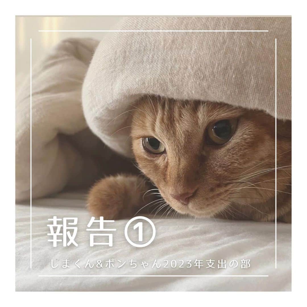 こむぎのインスタグラム：「* 猫エイズしまくん＆猫白血病ポンちゃんの2023年の収支報告です🙇🏻①  まだ今年も残りわずかにありますが、一旦ここで今年のまとめをご報告させていただきます🙇🏻  しまくん、ポンちゃんは岐阜多頭飼育崩壊現場からレスキューとは別の場所から個別に保護した子たちなので、多頭崩壊の収支とは別になっています。 (今年の初めに子猫も保護して譲渡しておりますが、その子達の医療費などは大きくはなく収支もマイナスでしたので掲載を割愛させていただいております…🙇🏻) 全部掲載するとかなり時間がかかってしまうため、少額の消耗品購入など細かな部分は載せていなかったり、報告の体裁などが整っていなかったりなどありますがご了承くださいませ🙇🏻🙇🏻  2023年しまくん総医療費378,461円…① 2月に抜歯手術を行なったのと、アレルギーによる好酸球性肉芽腫を抑えるための免疫抑制剤(アトピカ)を服用しているため医療費が高額となっています。 また秋ごろから鼻に傷や瘡蓋が出来るようになり、現在も通院中です。(次の投稿「報告②」に写真を載せます) 領収書の赤字はその時の先生とのやりとりだったり症状の覚え書きメモなので字が汚くてすみません😂  2023年ポンちゃん総医療費33,680円…② 時々くしゃみが出て投薬することもありますが、概ね体調は良好です。  2023年しまくんフード代など52,095円…③ アトピカなしでも体調が落ち着けるよう、よりしまくんに合ったフードを探してちょこちょこと購入しています。カード明細など添付していませんがご希望があればお見せできます。 アトピカを一度病院ではなく通販で購入しましたが、肉芽腫が増えてしまい病院のアトピカと同じ効果が得られなかったことから、病院で受け取る形に戻りました。  2023年ポンちゃんサプリ代など84,449円…④ ポンちゃんは猫白血病のため出来るだけ免疫力アップできるようサプリ類をずっと飲ませています。アニミューンは糖鎖が細胞の栄養となり、細胞が活性化されることで抗腫瘍効果、抗炎症効果、免疫調整機能に効果があると言われている新しいサプリで定期購入しています。また、預かりさんに1人で病院に連れて行って貰った際のタクシー代、ポンちゃんに快適に過ごしてもらうために外出先からエアコン調整してもらうためのものだったり、窓の外が見られるようキャットタワーを購入させていただきました🙇🏻ホットカーペットはAmazonで安くなっていたペット用です。 こちらもカード明細など添付しておりませんがご希望があればお見せできます🙏🏻  支出合計(①+②+③+④)が 548,685円になります。  続きます🙇🏻」