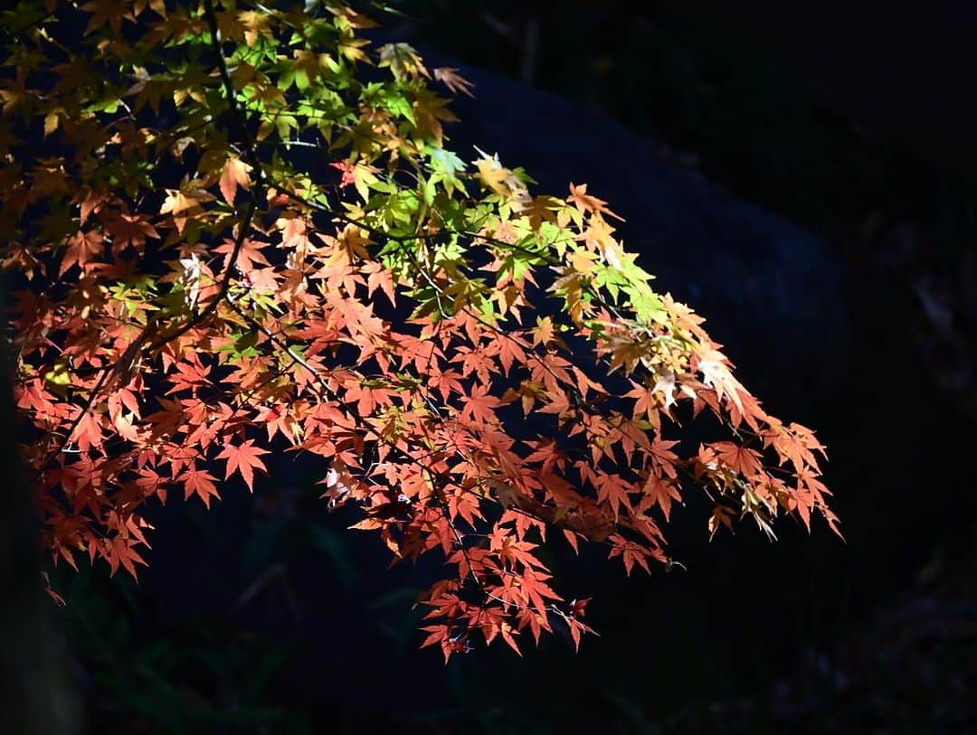 ふかしさんのインスタグラム写真 - (ふかしInstagram)「#紅葉 #楓  #autumnleaves  #花 #花まっぷ #flower #flowers #flower_igers #ig_ard_flowers #funda_flowers #best_moments_flower #ind_flowers #nature #自然 #garden #flowergram #tokyocameraclub #東京カメラ部 #japan #日本 #igersjp」12月18日 22時51分 - fukashi