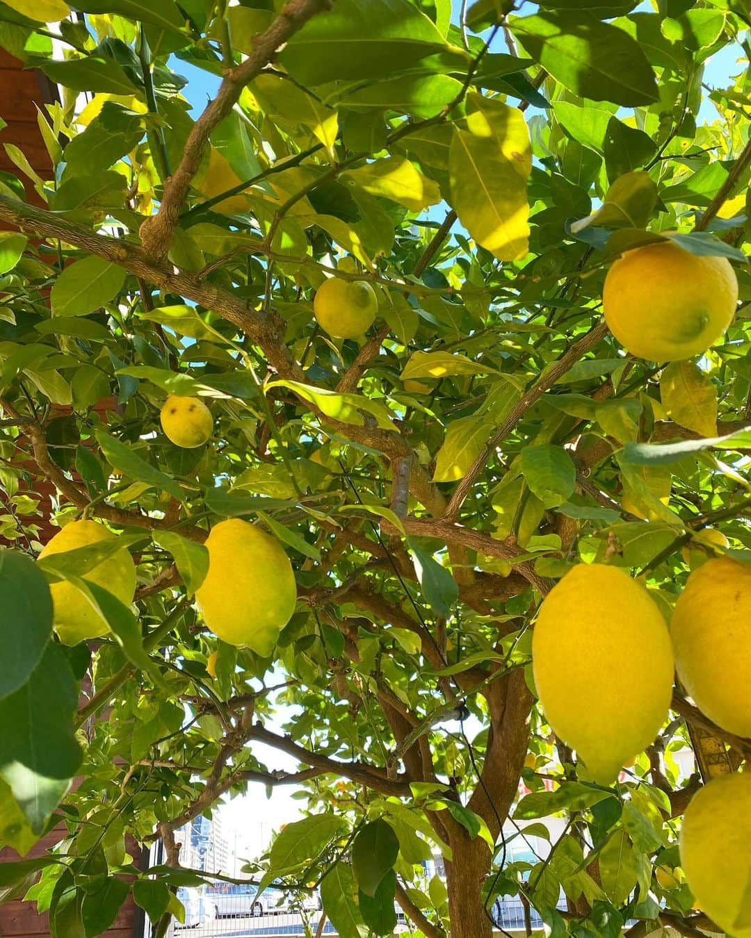 minminのインスタグラム：「移植して6年… やっと実が沢山出来ました🍋✨  スーパーで売っている物より大きくて立派❗️ でも残念ながら表面に黒い点々のあるものが… たぶん #かいよう病 かな？中は問題ありません。 お店に🍠来るお客さんに配ってます。  点々あるけど欲しい人声かけて下さいね✨  #レモン#🍋#レモンの木#レモン収穫#レモン採りごろです#庭木#ガーデニング#人工芝 半分だけ敷きました #lemon#シンボルツリー#南国か#自家製#国産」