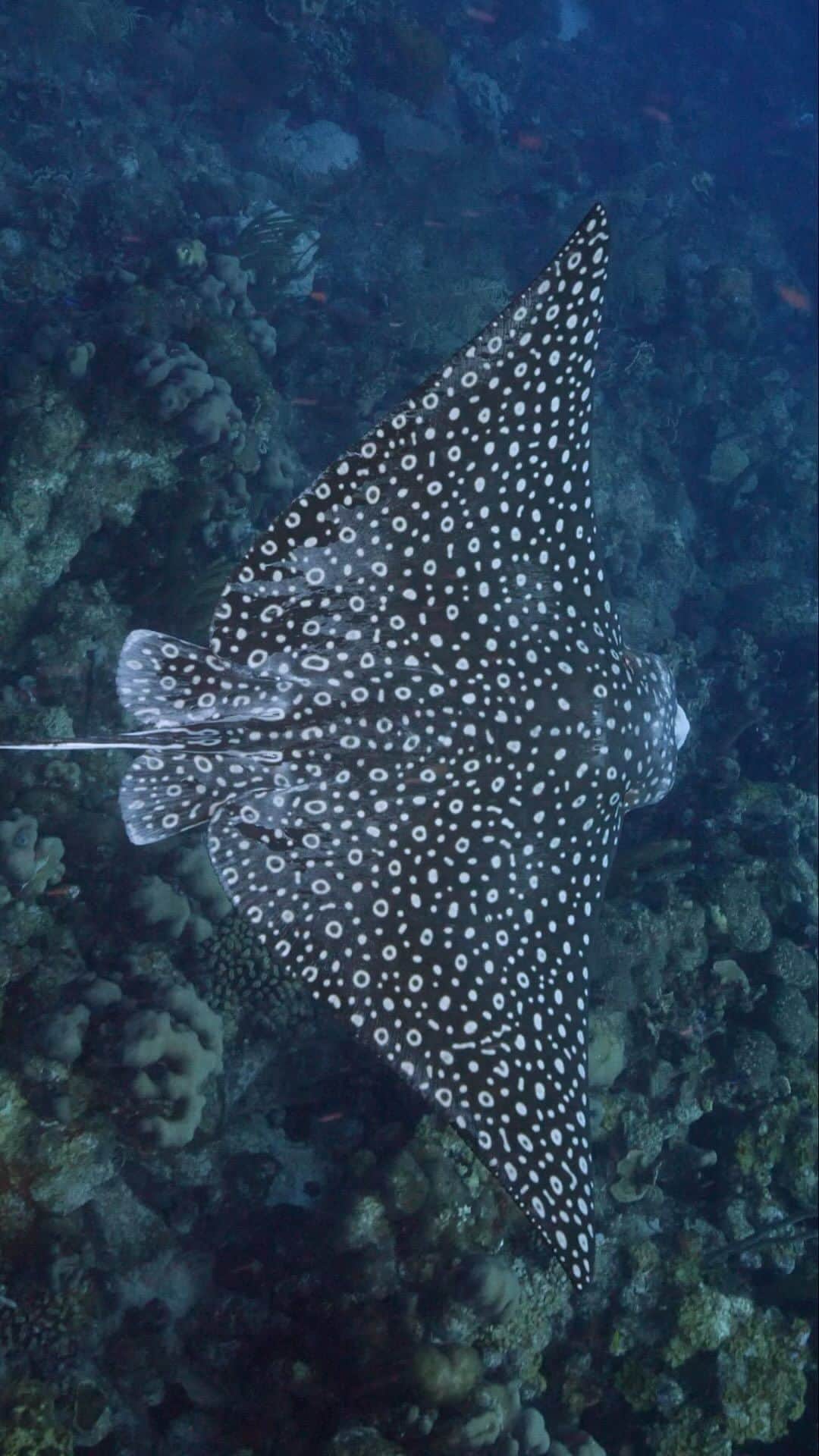Discoveryのインスタグラム：「What wonderful spots you have!  Spotted eagle rays sport a combination of white spots and white rings, which cover their black backs. These markings are similar to a human’s fingerprint as the pattern is unique to each individual ray.  🎥 + 💭 by @matthewunderwater  #MarineMonday」