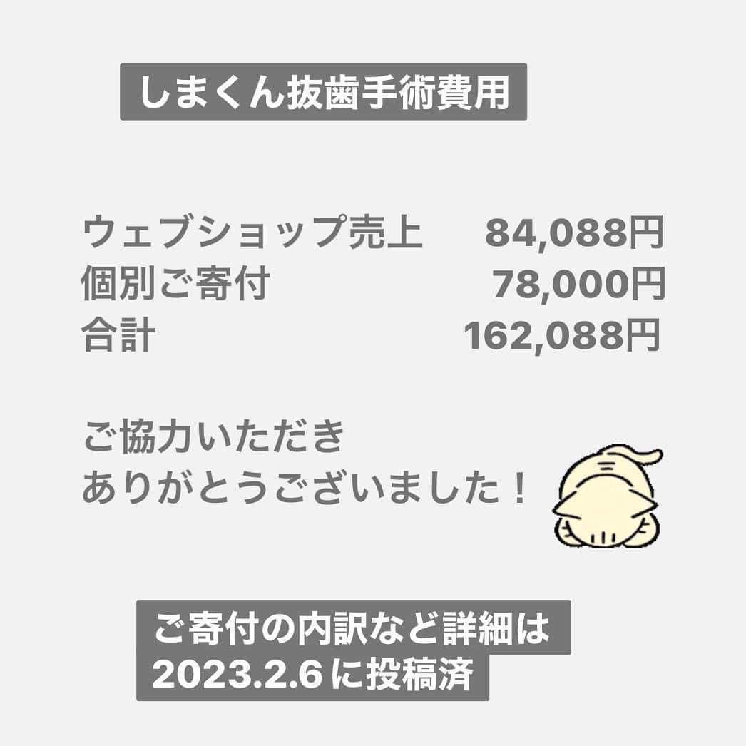 こむぎさんのインスタグラム写真 - (こむぎInstagram)「* 猫エイズしまくん＆猫白血病ポンちゃんの2023年の収支報告です🙇🏻② (この投稿の7枚目の写真にしまくんのお鼻の様子を載せています🙇🏻傷口など苦手な方はご注意ください🙏🏻)  2023年に頂戴したご寄付やウェブショップの売上など 収入合計が393,011円…⑤  収入合計393,011円 支出合計548,685円 収入-支出はマイナス155,674円となりました。 (10月開催のひみつのねこ展は別で計算をして多頭崩壊とどうぶつ基金へ寄付をしています。詳細は11/18投稿済)  個別に保護している猫たちについては、普段お金のご寄付を募ることはしていないのですが、今年はしまくんの抜歯手術があり(残痕している歯の根っこを取る大掛かりな手術でした)、その手術費用について今年の2月にご寄付を募らせていただいたのと、ありがたいことに知り合いの作家さんやインスタを見て個人的にご連絡くださった方などからのご寄付も多くありましたので、2023年の収支のまとめ報告をさせていただきました。 2月の手術の時の詳細は2/6にインスタに投稿させていただいております🙇🏻  保護活動はボランティアとしてやっているので費用が黒字になることは毎年ないのですが、今年はそれでもなんとか皆様のご協力の元、支出をマイナス15万円程度に抑えられました😭  直接のご寄付以外にも、フードなど支援物資をご協力くださった方、こむぎねこウェブショップで商品をお求めくださった方、ねこ休み展でザビエル首輪をお求めくださった方(まいさんいつも置かせてもらって本当にありがとう😭)、インスタのライブ配信でバッヂをお送りくださった方、たくさんのご協力本当に感謝致します。  保護活動にかかる費用としましては、細かなところをあげるとガソリン代や高速代、光熱費、あとザビエル首輪を作るための材料費や工賃などありますが、載せるとキリがないので支出として載せているのはカード明細などで金額がハッキリとわかる範囲にしております🙇🏻🙇🏻  しまくんのお鼻に関しては、11月頃から段々と赤い傷が広がり始めました。 昨年も似た感じの物が出来た時にステロイドを塗って治ったので、今年も同じように対応していたのですが、私がカラーをつけるタイミングが遅くて段々と大きくなってしまい😭 病院でも扁平上皮癌かもと最初は先生からもお話しがありましたが、今日診ていただいた感じでは天疱瘡の可能性が高いとのことだったので、引き続きステロイド(飲み薬)を続けて様子を見ることなりました。  扁平上皮癌にしても天疱瘡にしても確定診断をするには軽い鎮静をかけてお鼻の細胞を取って生検をする感じになるので、どうしても鎮静をかけることに抵抗があるのと(しまくん手術の時は本当に危なかったので…)、お鼻の傷が大きくなってしまうのが心配だったので、まずは簡易検査(細胞診)からしましたがそちらでは炎症反応しかでなくて…。 生検をするタイミングを見計らっていた中、癌ではなくて天疱瘡の可能性が高いと仰っていただき、だいぶホッとしました😭 青井さんからも別の先生にもしまくんのお鼻の写真を見ていただき同じ意見だったそうでより安心しました！😭 天疱瘡は直接命に関わる病気ではないけれど、人間でも治療しないと死に至る慢性疾患と言われていて、しまくんも治るまでにはもう少し時間がかかりそうなのと、再発をしやすいそうなので、日頃から気をつけて見ていることと、カラーを早めにつけること、部屋の湿度管理も今後もずっと必要になりそうです。 今はSwitch Botの加湿器でお部屋の湿度管理もしています。 最近は好酸球性肉芽腫のシコリもほとんどなくなっていたので、それで余計に癌なのかもと心配になりましたが、シコリが出来るのと天疱瘡が出来るのとはまた別物なんだなぁと、免疫の病気でも色々違うのだなと勉強になりました🥲  長くなりましたが、しまくんのストーリーズを見てご心配くださった皆様本当にありがとうございます🙇🏻 しまくんもポンちゃんも保護時に比べたら今はだいぶ体調は落ち着いていますので、里親さんも引き続き募集中です🙏🏻✨ 頑張っている子達こそ、幸せ掴んでほしいなと思っています☺️ 病気があっても、何か抱えていても、「うちにおいで」と言ってくださる素敵なご家族との出会いがありますように…🙏🏻🙏🏻  2024年も引き続きどうぞ宜しくお願いいたします🙇🏻🙇🏻」12月18日 23時00分 - tomochunba