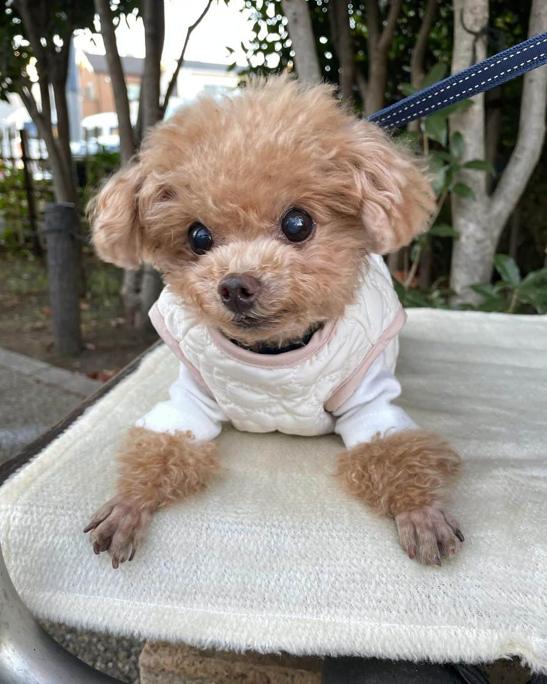 ふわさんのインスタグラム写真 - (ふわInstagram)「ぬくぬくウエアー♡♡♡ かわちい♡♡♡♡ @moncheri.dog   #toypoodle#toypoodlegram#dogsofinstagram#instadog#doglover#doglife#cutedog#dogwear#dog#fuwamama#ふわ#ふわもこのふわ#トイプードル#ふわもこ部#犬バカ部#親バカ部#犬のいる暮らし#いぬすたぐらむ#pr」12月4日 14時29分 - huwayama