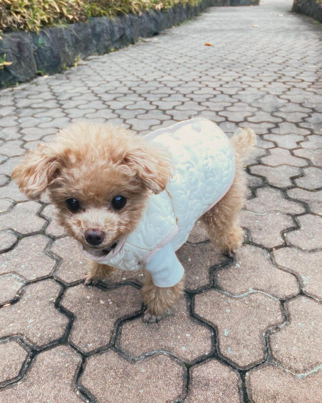 ふわのインスタグラム：「ぬくぬくウエアー♡♡♡ かわちい♡♡♡♡ @moncheri.dog   #toypoodle#toypoodlegram#dogsofinstagram#instadog#doglover#doglife#cutedog#dogwear#dog#fuwamama#ふわ#ふわもこのふわ#トイプードル#ふわもこ部#犬バカ部#親バカ部#犬のいる暮らし#いぬすたぐらむ#pr」