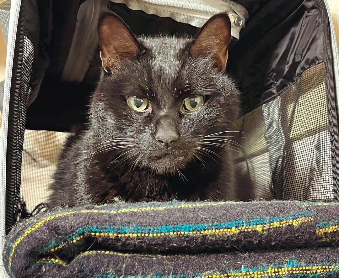 辻本耕志のインスタグラム：「この子らが小さかった頃に使ってたキャリーバッグを戸棚の上に設置したところ、気に入ってくれた。よく寝てくれる。 #猫　#ねこ　#ネコ　#cat」