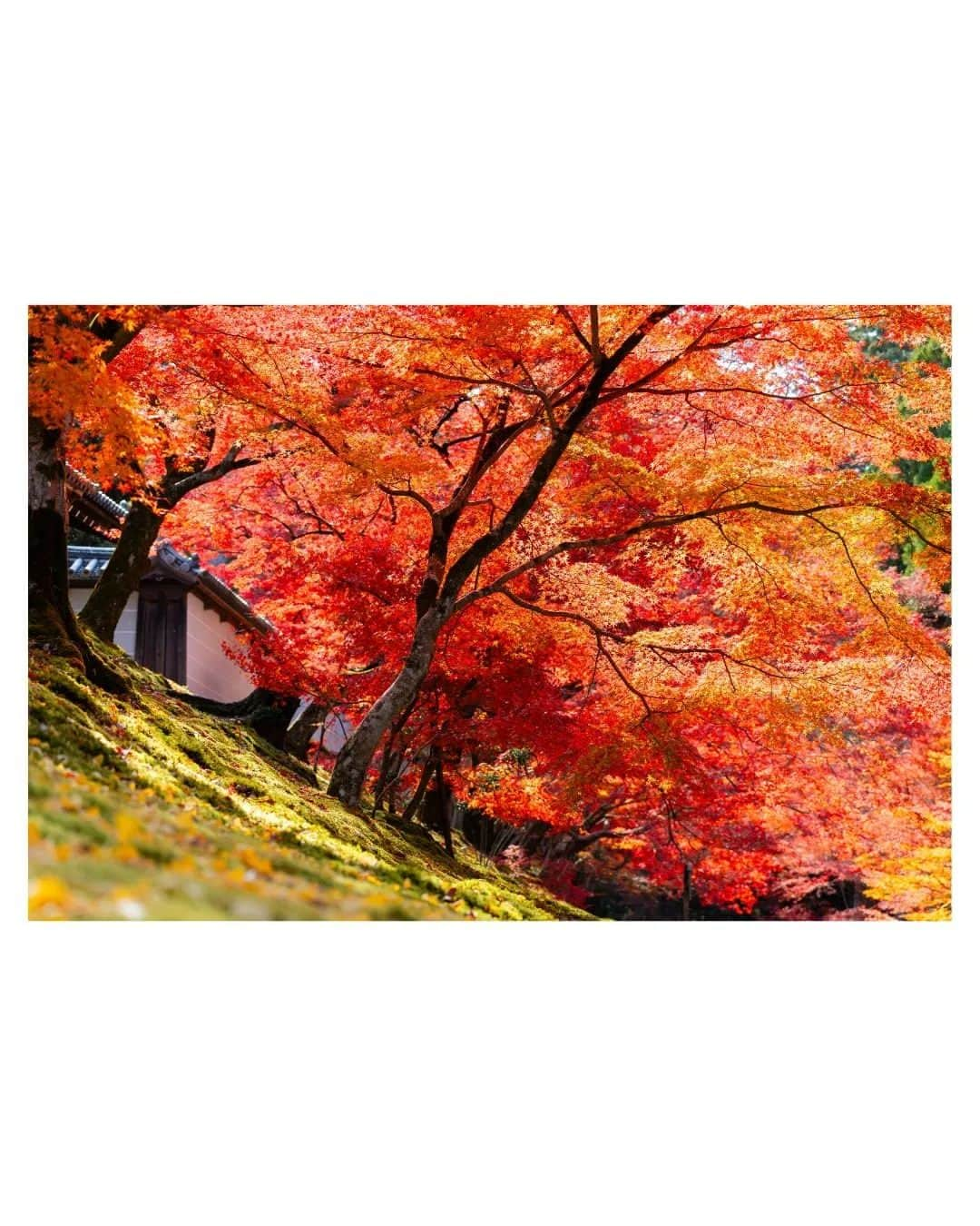 Joshさんのインスタグラム写真 - (JoshInstagram)「// trials. a quiet walk through a Kyoto neighborhood on the eastside of the city led me to one of the many beautiful temples this city has. I had not originally planned to go here at all, but I got off at the wrong station... So, we call it a happy accident! Autumn is such a beautiful time, and I'm happy to have made memories on this trip. . Look forward to some bi-yearly YouTube videos coming soon! Haha . . . #曼殊院 #japan #japaneseculture #visitjapan #visitjapanjp #visitjapanau #explorejapan #japantravel #tokyoweekender #matcha_jp #japanawaits #japan_vacations #discoverjapan #discovertokyo #japanlandscape #japanlife #紅葉スポット #紅葉狩り」12月4日 14時56分 - joshtaylorjp