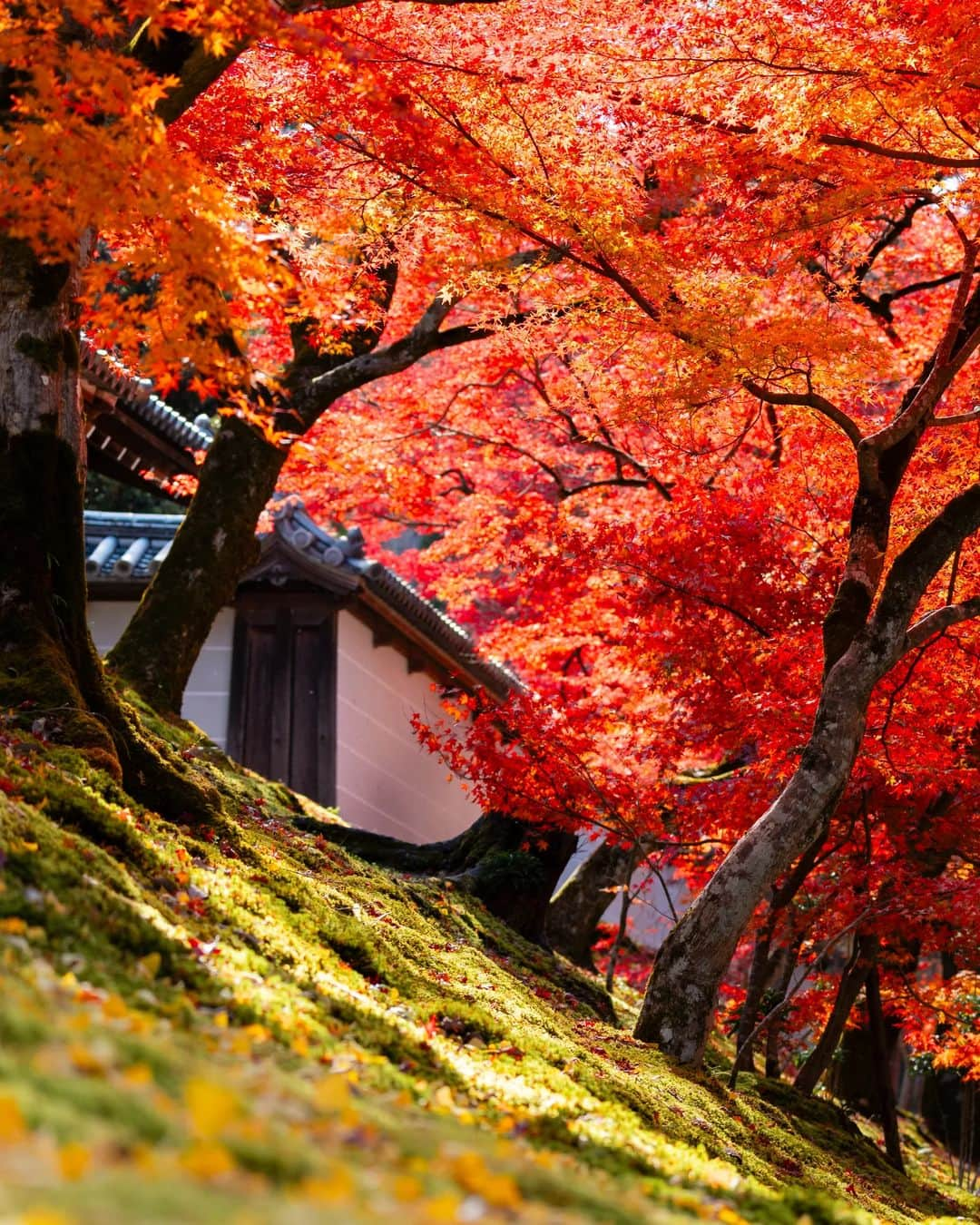 Joshさんのインスタグラム写真 - (JoshInstagram)「// trials. a quiet walk through a Kyoto neighborhood on the eastside of the city led me to one of the many beautiful temples this city has. I had not originally planned to go here at all, but I got off at the wrong station... So, we call it a happy accident! Autumn is such a beautiful time, and I'm happy to have made memories on this trip. . Look forward to some bi-yearly YouTube videos coming soon! Haha . . . #曼殊院 #japan #japaneseculture #visitjapan #visitjapanjp #visitjapanau #explorejapan #japantravel #tokyoweekender #matcha_jp #japanawaits #japan_vacations #discoverjapan #discovertokyo #japanlandscape #japanlife #紅葉スポット #紅葉狩り」12月4日 14時56分 - joshtaylorjp