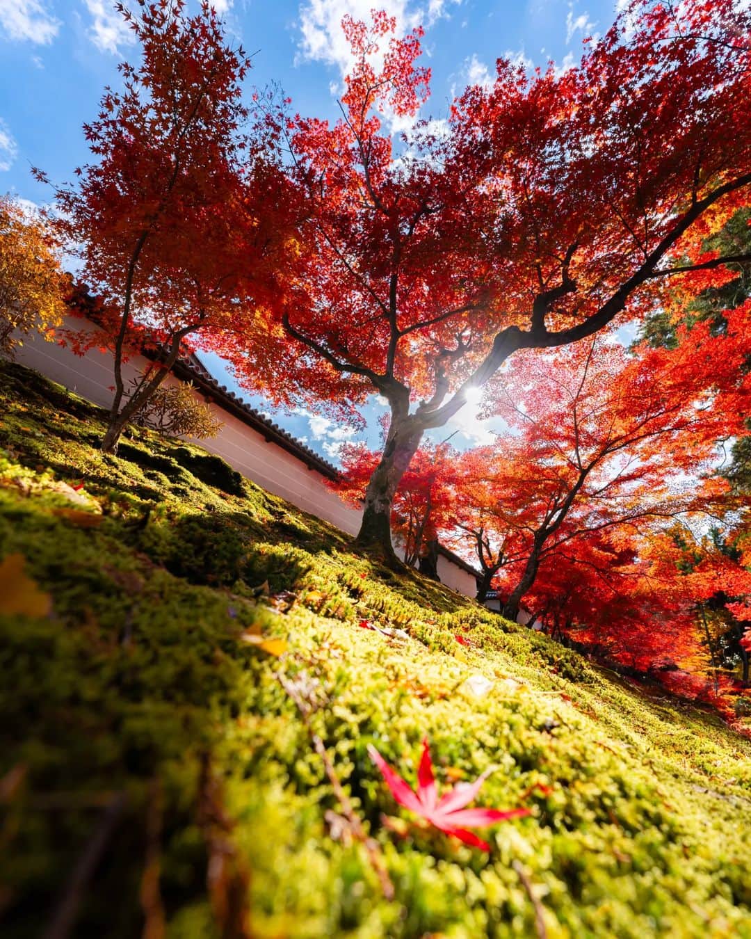 Joshのインスタグラム：「// trials. a quiet walk through a Kyoto neighborhood on the eastside of the city led me to one of the many beautiful temples this city has. I had not originally planned to go here at all, but I got off at the wrong station... So, we call it a happy accident! Autumn is such a beautiful time, and I'm happy to have made memories on this trip. . Look forward to some bi-yearly YouTube videos coming soon! Haha . . . #曼殊院 #japan #japaneseculture #visitjapan #visitjapanjp #visitjapanau #explorejapan #japantravel #tokyoweekender #matcha_jp #japanawaits #japan_vacations #discoverjapan #discovertokyo #japanlandscape #japanlife #紅葉スポット #紅葉狩り」