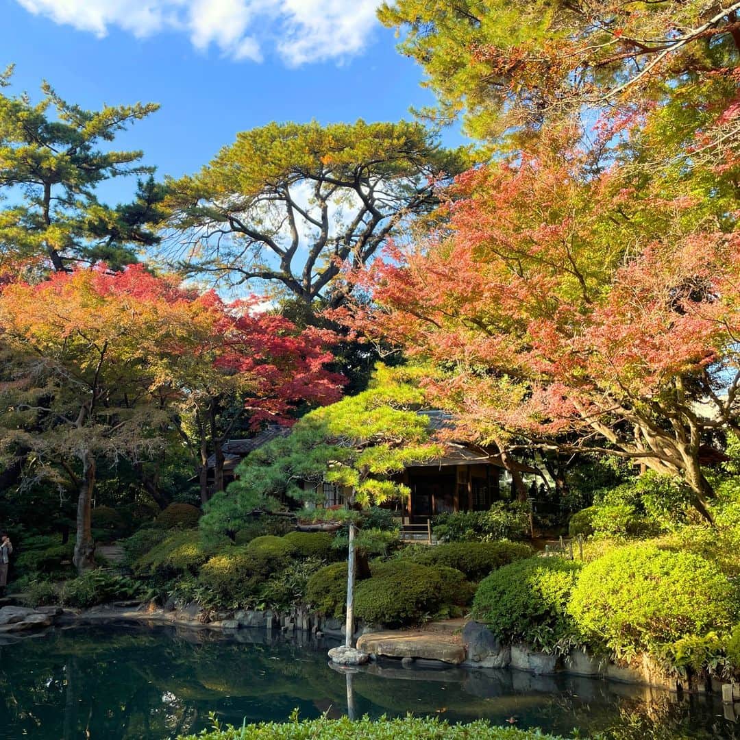 東京都庭園美術館さんのインスタグラム写真 - (東京都庭園美術館Instagram)「＼🍂秋の見どころをお届け⛅／#庭園の四季シリーズ  隠れ #紅葉スポット である当館の日本庭園にて、12/10まで茶室の特別公開も行っています。茶室からの秋の絶景をぜひお楽しみください。公開は16時半まで。  #東京都庭園美術館 #旧朝香宮邸 #庭園 #茶室 #東京 #紅葉 #お散歩 #tokyometropolitanteienartmuseum #teienartmuseum #garden #tokyo #tokyomuseums #Teien40th」12月4日 15時08分 - teienartmuseum