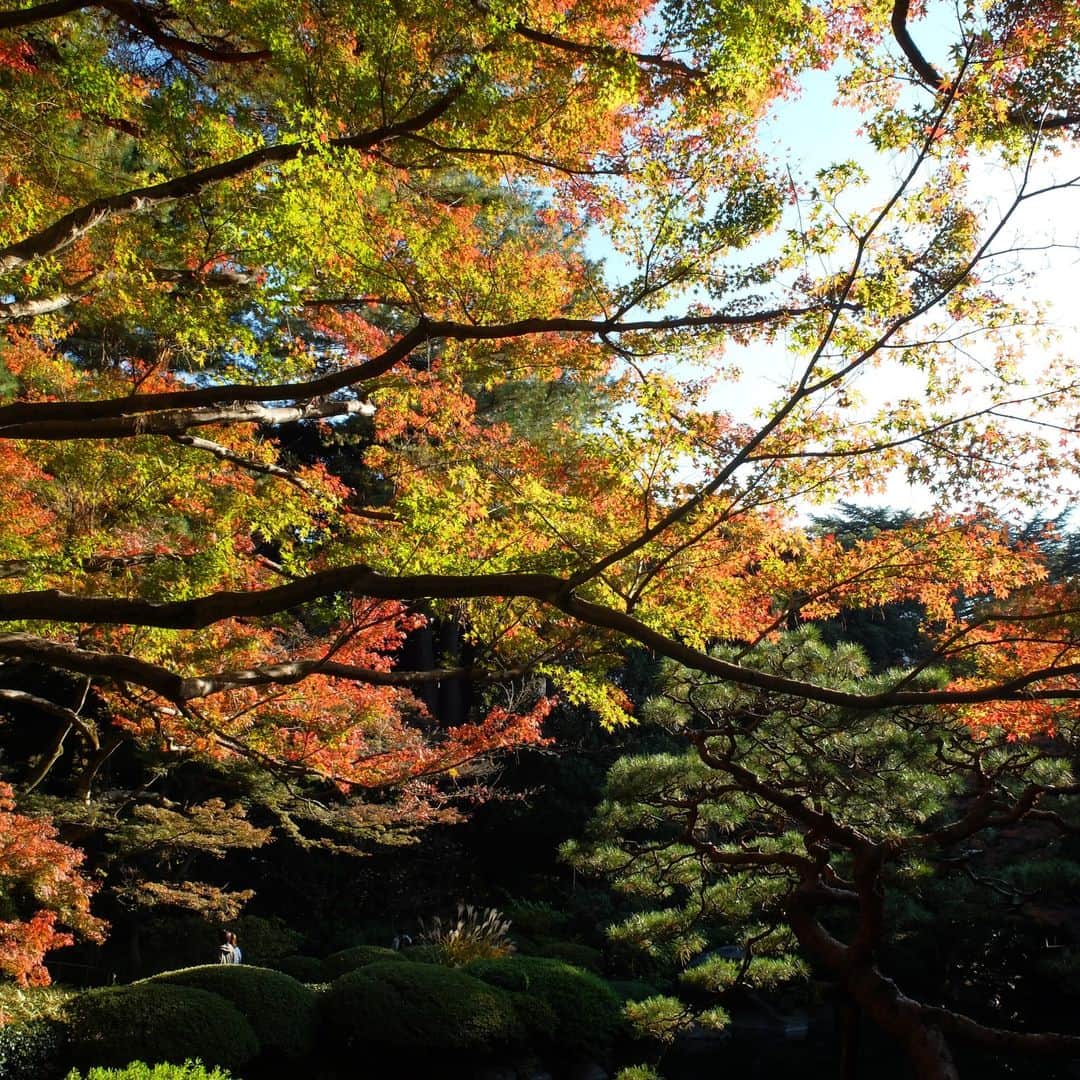 東京都庭園美術館さんのインスタグラム写真 - (東京都庭園美術館Instagram)「＼🍂秋の見どころをお届け⛅／#庭園の四季シリーズ  隠れ #紅葉スポット である当館の日本庭園にて、12/10まで茶室の特別公開も行っています。茶室からの秋の絶景をぜひお楽しみください。公開は16時半まで。  #東京都庭園美術館 #旧朝香宮邸 #庭園 #茶室 #東京 #紅葉 #お散歩 #tokyometropolitanteienartmuseum #teienartmuseum #garden #tokyo #tokyomuseums #Teien40th」12月4日 15時08分 - teienartmuseum