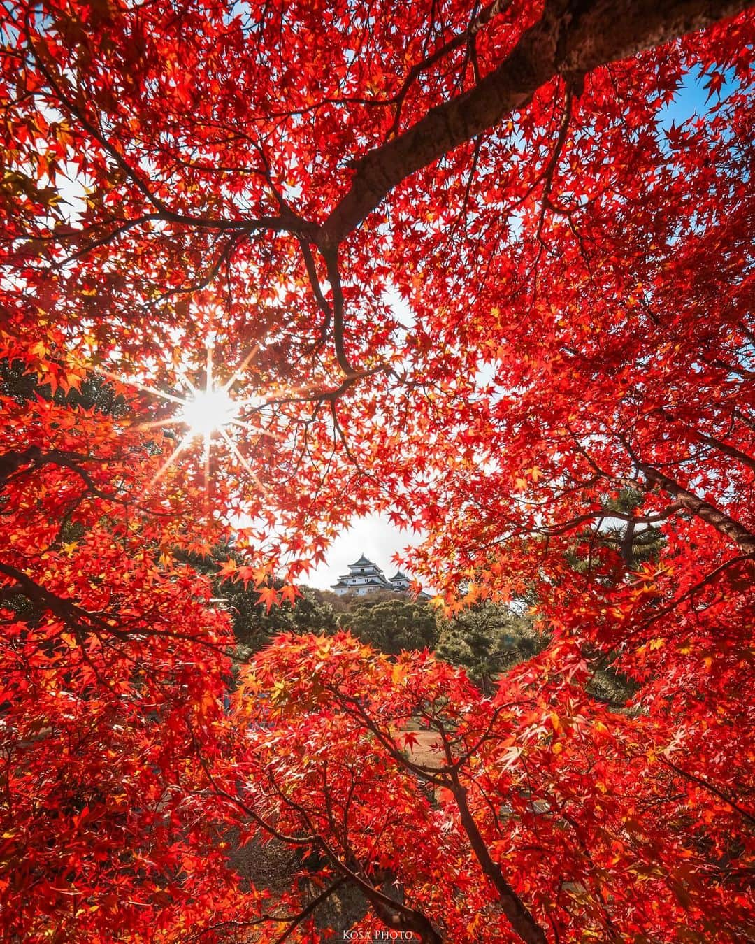 コサのインスタグラム：「紅葉の額縁  真っ赤な紅葉に包まれる和歌山城🍁 . Location:和歌山 Wakayama /Japan🇯🇵 Date:2023年12月 Camera:Z9 / LAOWA 9mm F5.6 W-Dreamer . #みんすと紅葉祭 #nikoncreators #nikoncreators_2023moment #Impressive_gallery #Japan_Daytime_View #japancityblues #photo_travelers #photo_shorttrip #visitwakayama #和歌山城しか勝たん #tokyocameraclub #art_of_japan_ #jgrv_member #team_jp_ #photo_jpn #sorakataphoto #LBJ_KING #japan_waphoto #広がり同盟メンバー #special_spot_legend #deaf_b_j_ #invisible_cool_part #laowa9mm #m_v_shotz #japan_bestpic_ #pixlib_jp #じゃびふる #raw_japan #japan_best_pic #bestjapanpics」