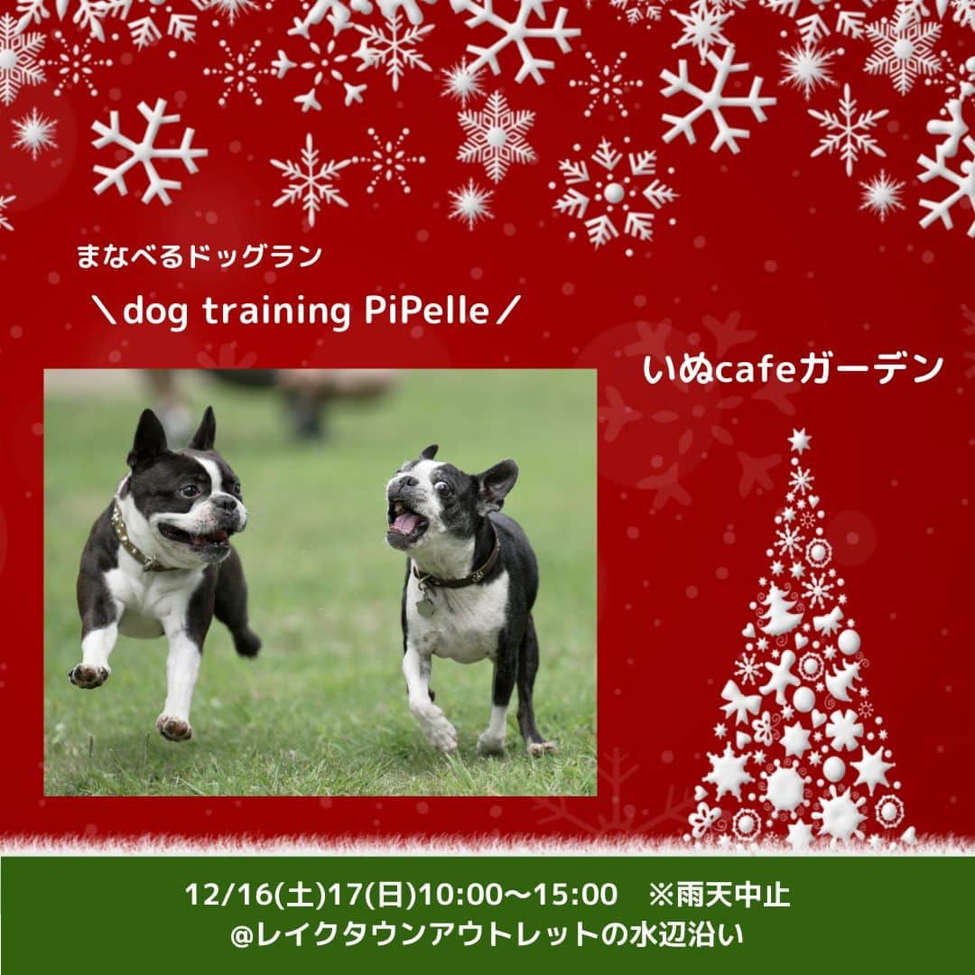 甲斐麻美のインスタグラム：「. 12/16(土)17(日) 愛犬と過ごすSpecial Christmas！ \\いぬcafeガーデン// 　@レイクタウンアウトレットの水辺沿い  【 まなべるドッグラン 】 12/16(土)17(日)両日  ＼dog training PiPelle／ (@pipelles_dog ) ▶まなべる遊べるドッグラン  広場で我が子をのびのび走らせることができるドッグラン🐕  楽しそうに駆け回るワンコを見ると、パパママも嬉しくなりますよね☺💓 みんなが楽しめるドッグランだからこそ、 マナーを守って、安全に楽しく、思いきり遊ばせてあげましょう！  まなべるドッグラン、始まりますよ〜🐕‍🦺🐾♩  🙋まなべるドッグランって何するの？  ドッグランってみんなが利用できるからこそ、 気を付けてほしいこと、注意しなきゃいけないことがあるんです。  みんなで楽しく安全にドッグランを利用するために 我が子と一緒に学び、遊びましょう♩ ドッグランデビューの方も、ドッグラン常連さんもご参加お待ちしております！  ＼まなべるドッグラン／ 🐕まなびの時間 ①10:00〜10:40(体重10キロ以下) ②10:50〜11:30(体重10キロ以上) ③11:40〜12:20(体重10キロ以下) ④12:30〜13:10(体重10キロ以上) ⑤13:20〜14:00(体重10キロ以下) ⑥14:10〜14:50(体重10キロ以上)  🐕まなびの受付 ･事前予約可 dog training PiPelleまで( @pipelles_dog ) ･ご家族1人につき1頭（ペア参加） ･参加費：1頭500円  🐕どんなことをまなぶの？ ･ドッグランでの持ち物 ･ドッグランに入ったら、まず◯◯しよう！ ･おもちゃやおやつっていいの？ ･ワンちゃん同士のトラブルが起きたら？ など  🐕まなべるドッグランの流れ ･トレーナーによるドッグランレッスン(約15分) ･ドッグランで楽しく遊ぼう！(約25分)  🐕まなびのトレーナー ジャパンケネルクラブ公認訓練士（JKC） 日本警察犬協会公認訓練士（PD） ■大内帆乃香( @pipelles_dog ) 意外と知らない飼い主さんも多い⁉ドッグランでのマナー。 私たち飼い主ひとりひとりのマナーが『より安全で安心して過ごせる楽しいドッグラン』を 作っています。 みんなで一緒に、居心地のいいドッグランを作りましょう😆‼ 「知れてよかった」「楽しかった」そう思っていただける時間と空間を提供します🐾  🐕その他 ･お腹を壊しているなど、体調の悪い子のご利用はご遠慮下さい ･発情(ヒート)期の子のご利用はご遠慮下さい ･人や他犬に攻撃的な子や、とても怖がりな子はご遠慮下さい ･利用は、狂犬病予防ワクチン・混合ワクチンを接種している子に限ります  ================ 　いぬ cafe ガーデン ================ 日時：R5.12/16(土)17(日) 10:00～15:00 ※雨天中止 場所：レイクタウンアウトレット JR武蔵野線　越谷レイクタウン駅　徒歩7分 ※入場無料 ※カフェエリア予約優先（ワンドリンク制）  ■カフェのご予約はこちら💓 >> https//reserva.be/inutowatashi プロフィール欄から飛べます🕊  #いぬcafeガーデン #いぬとわたし #レイクタウンアウトレット #犬イベント #いぬのいる暮らし #ドッグカフェ #犬とクリスマス #クリスマスイベント #犬との暮らし #犬ファースト #犬好きさんと繋がりたい #犬がいないと生きていけません #犬好き　＃いぬカフェ #犬のイベント #犬イベント #まなべるドッグラン #ドッグラン」
