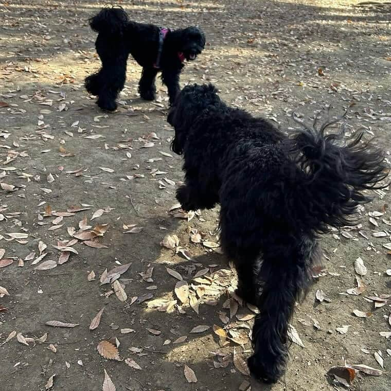 坂東亀三郎さんのインスタグラム写真 - (坂東亀三郎Instagram)「⁡ ⁡ とある日 ⁡ ドッグラン🐕‍🦺 ⁡ 久々に 同名同性同胞の 可愛い子ちゃんに遭遇。 ⁡ ⁡ 同胞で別々の家族に別日に引き取られたのに同じ名前で同じ都内でなんとなく活動エリアが被っていて…、奇跡的過ぎる。 ⁡ #歌舞伎 #音羽屋 #歌舞伎役者 #彦三郎 #坂東彦三郎 #九代目 #オーストラリアンラブラドゥードル #AL #ドゥードル #ラブラドゥードル #犬との暮らし #dogstagram #彦犬gram」12月4日 8時02分 - otowayabando