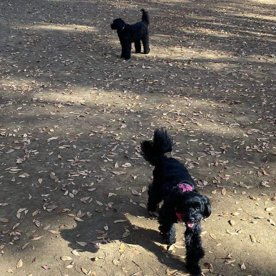 坂東亀三郎のインスタグラム：「⁡ ⁡ とある日 ⁡ ドッグラン🐕‍🦺 ⁡ 久々に 同名同性同胞の 可愛い子ちゃんに遭遇。 ⁡ ⁡ 同胞で別々の家族に別日に引き取られたのに同じ名前で同じ都内でなんとなく活動エリアが被っていて…、奇跡的過ぎる。 ⁡ #歌舞伎 #音羽屋 #歌舞伎役者 #彦三郎 #坂東彦三郎 #九代目 #オーストラリアンラブラドゥードル #AL #ドゥードル #ラブラドゥードル #犬との暮らし #dogstagram #彦犬gram」