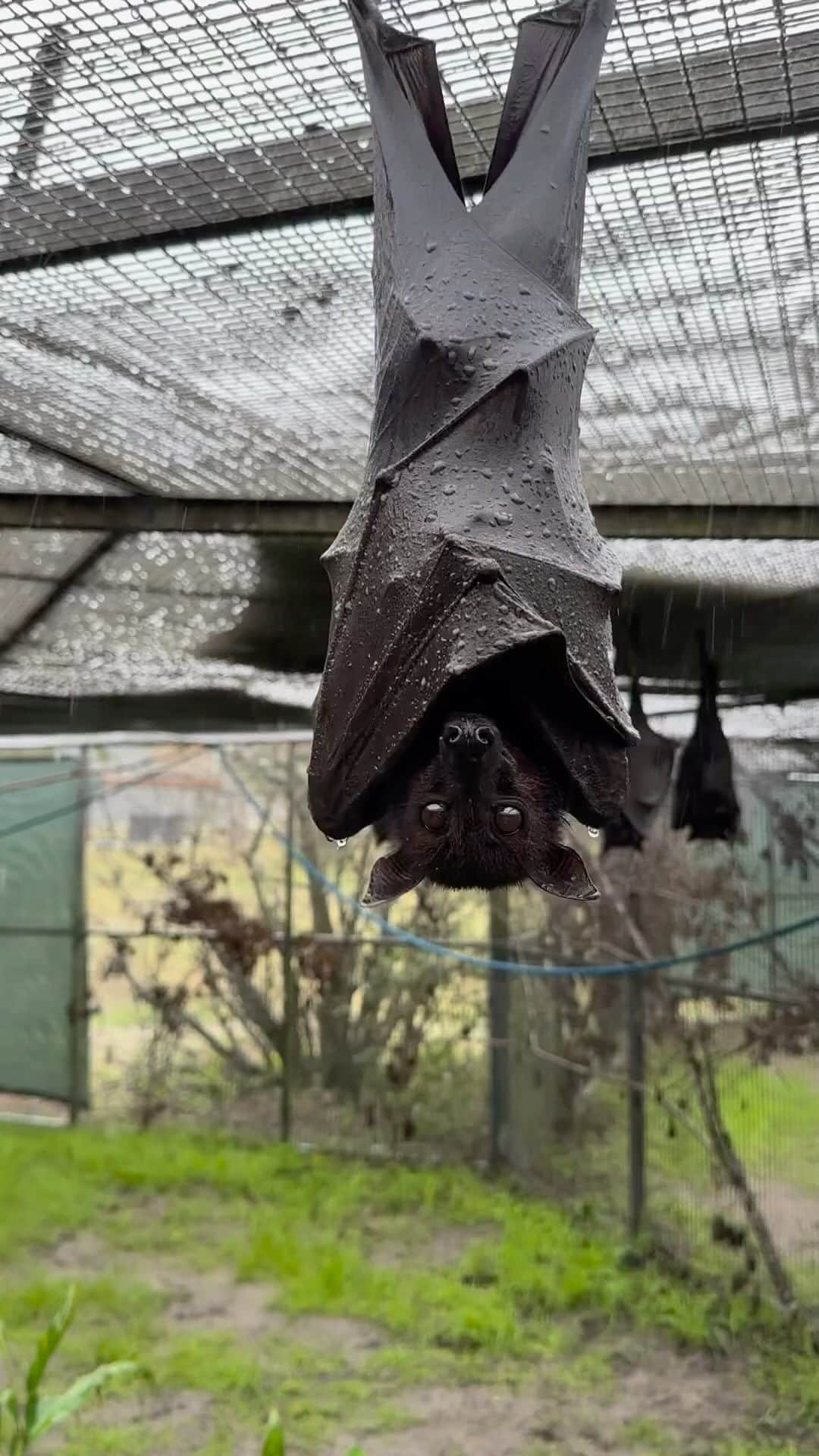 Black Jaguar-White Tiger のインスタグラム：「Incredibly Wonderful… By @lubeebatconservancy • Rainy Sundays call for bat rain-gear! 🌧️ Malayan Flying Foxes, such as Boneyard here, are native to tropical regions of the world that regularly experience rain. These bats have adapted a water proof wing system that shields them from the constant onslaught of raindrops…」