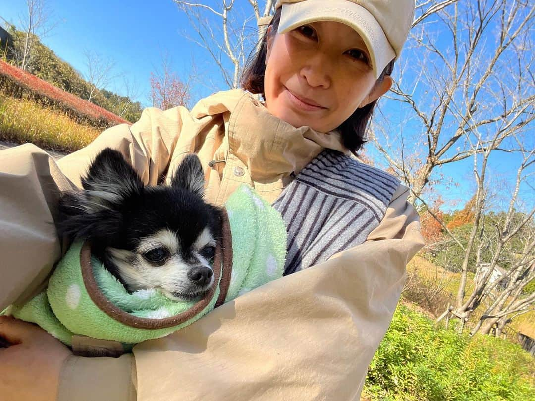 小野真弓さんのインスタグラム写真 - (小野真弓Instagram)「おはようございます☺️🍁 穏やかな、よく晴れた日が続いています🌞✨  先日、 ハナちゃん、ひさーーーしぶりに❣️ 公園さんぽへ😆🌱🦝✨  とっても調子が良かったので、 たまには気分転換に抱っこでウロウロくらい🥺 と思っていたら、  あたち🦝おりる！歩く！！と😳💘  短時間でしたが、 楽しそうで、おかーさんも嬉しいひとときでした☺️ ハルくんも、姉ちゃんと一緒で 嬉しそう😆🐏✨  夜は、相変わらず、ぐるぐる徘徊し続けますが😂♾️ 咳が止まっていて、大分らくそうです🥺✨ 徘徊して、さいごは おかーさんの顔周りか、アオくんの背中に倒れて寝る💤 のが、最近のブーム☺️🙋‍♀️🐯  もともと、寝る時は顔周りには来ない、 一人っ子の時から自立心の強いハナちゃん🥺 べったりハナちゃんにキャラ変🥺✨ おかーさんにとっては、サービスタイム☺️💘 ちわわせタイムをありがとう(*´꒳`*)🫶  今日ものんびり楽しくね🥰  皆様も、それぞれの 良い一日を☺️🍀  #シニア犬のいる暮らし#徘徊 #チワワ#ハナちゃん  #僧帽弁閉鎖不全症 #気管支虚脱#気管虚脱#心臓肥大#慢性腎臓病 #ヘルニア#おばあちゃん犬  #利尿剤#気管支拡張剤#強心剤#お灸 #時々#ステロイド#整腸剤 #抗生物質注射  #犬と猫のいる暮らし#犬猫日記」12月4日 8時22分 - hanaharuaroi