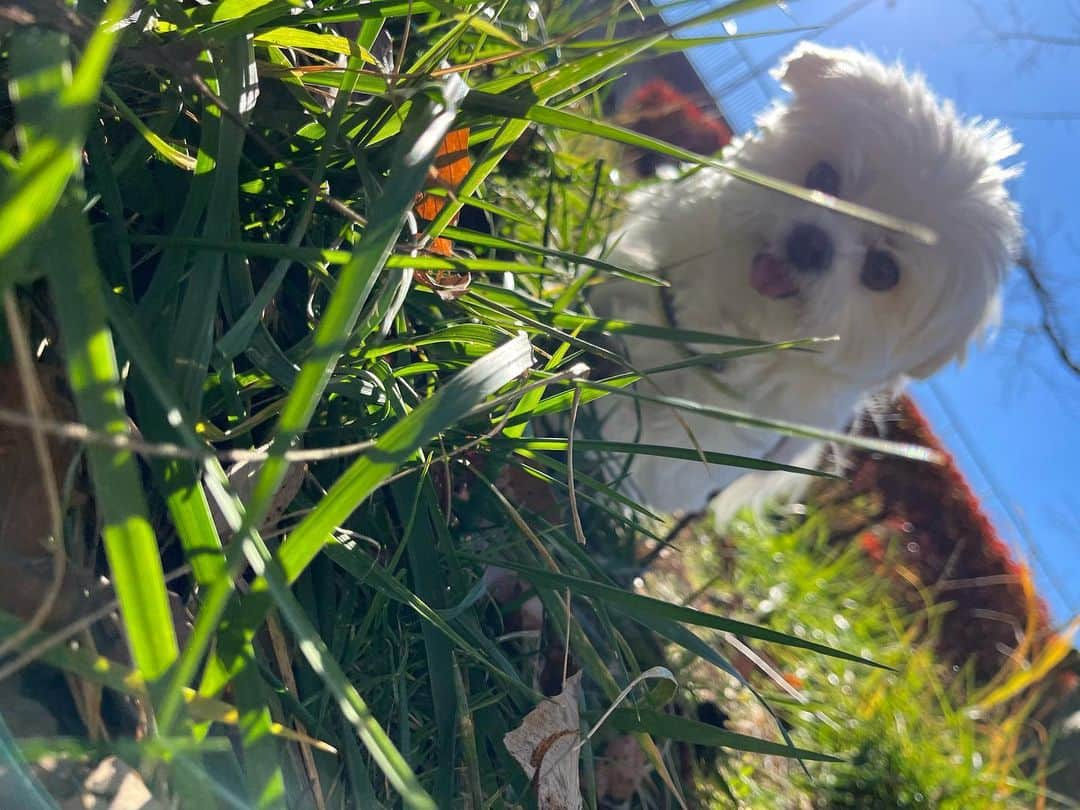 小野真弓さんのインスタグラム写真 - (小野真弓Instagram)「おはようございます☺️🍁 穏やかな、よく晴れた日が続いています🌞✨  先日、 ハナちゃん、ひさーーーしぶりに❣️ 公園さんぽへ😆🌱🦝✨  とっても調子が良かったので、 たまには気分転換に抱っこでウロウロくらい🥺 と思っていたら、  あたち🦝おりる！歩く！！と😳💘  短時間でしたが、 楽しそうで、おかーさんも嬉しいひとときでした☺️ ハルくんも、姉ちゃんと一緒で 嬉しそう😆🐏✨  夜は、相変わらず、ぐるぐる徘徊し続けますが😂♾️ 咳が止まっていて、大分らくそうです🥺✨ 徘徊して、さいごは おかーさんの顔周りか、アオくんの背中に倒れて寝る💤 のが、最近のブーム☺️🙋‍♀️🐯  もともと、寝る時は顔周りには来ない、 一人っ子の時から自立心の強いハナちゃん🥺 べったりハナちゃんにキャラ変🥺✨ おかーさんにとっては、サービスタイム☺️💘 ちわわせタイムをありがとう(*´꒳`*)🫶  今日ものんびり楽しくね🥰  皆様も、それぞれの 良い一日を☺️🍀  #シニア犬のいる暮らし#徘徊 #チワワ#ハナちゃん  #僧帽弁閉鎖不全症 #気管支虚脱#気管虚脱#心臓肥大#慢性腎臓病 #ヘルニア#おばあちゃん犬  #利尿剤#気管支拡張剤#強心剤#お灸 #時々#ステロイド#整腸剤 #抗生物質注射  #犬と猫のいる暮らし#犬猫日記」12月4日 8時22分 - hanaharuaroi