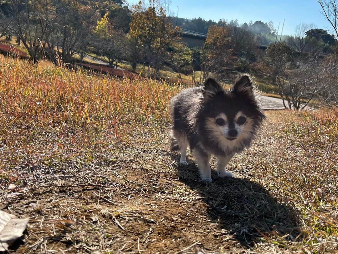 小野真弓さんのインスタグラム写真 - (小野真弓Instagram)「おはようございます☺️🍁 穏やかな、よく晴れた日が続いています🌞✨  先日、 ハナちゃん、ひさーーーしぶりに❣️ 公園さんぽへ😆🌱🦝✨  とっても調子が良かったので、 たまには気分転換に抱っこでウロウロくらい🥺 と思っていたら、  あたち🦝おりる！歩く！！と😳💘  短時間でしたが、 楽しそうで、おかーさんも嬉しいひとときでした☺️ ハルくんも、姉ちゃんと一緒で 嬉しそう😆🐏✨  夜は、相変わらず、ぐるぐる徘徊し続けますが😂♾️ 咳が止まっていて、大分らくそうです🥺✨ 徘徊して、さいごは おかーさんの顔周りか、アオくんの背中に倒れて寝る💤 のが、最近のブーム☺️🙋‍♀️🐯  もともと、寝る時は顔周りには来ない、 一人っ子の時から自立心の強いハナちゃん🥺 べったりハナちゃんにキャラ変🥺✨ おかーさんにとっては、サービスタイム☺️💘 ちわわせタイムをありがとう(*´꒳`*)🫶  今日ものんびり楽しくね🥰  皆様も、それぞれの 良い一日を☺️🍀  #シニア犬のいる暮らし#徘徊 #チワワ#ハナちゃん  #僧帽弁閉鎖不全症 #気管支虚脱#気管虚脱#心臓肥大#慢性腎臓病 #ヘルニア#おばあちゃん犬  #利尿剤#気管支拡張剤#強心剤#お灸 #時々#ステロイド#整腸剤 #抗生物質注射  #犬と猫のいる暮らし#犬猫日記」12月4日 8時22分 - hanaharuaroi