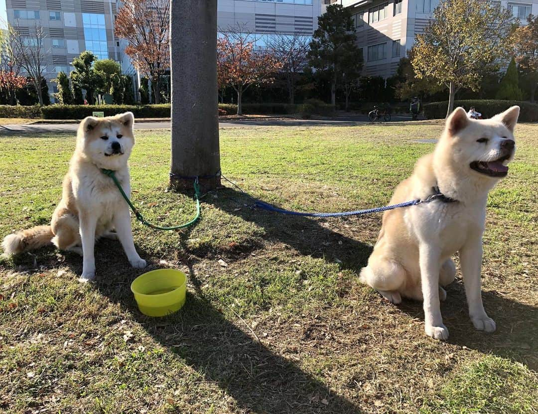 浜崎貴司のインスタグラム：「昨日は有明にある東京臨海広域防災公園に行き、  第148回秋田犬保存会本部展～ハチ公生誕100年記念～を観に行きました。  秋田犬がいっぱいて、  見たり、触らせてもらったり・・。  可愛い・・。  可愛すぎた・・。  #秋田犬  #東京広域臨海防災公園  #本部展  #ハチ公生誕100周年  #秋田犬保存会」