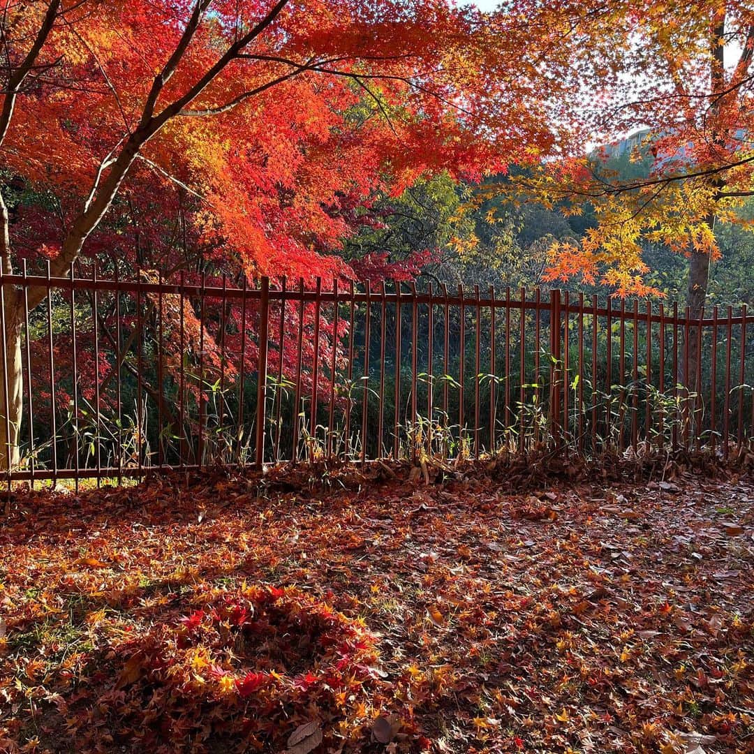 上田悦子さんのインスタグラム写真 - (上田悦子Instagram)「美しすぎる🥹 朝さんぽ🍁  誰かが落葉で リースを作ってくれてた🍁🍁  朝日に照らされて とってもキレイ✨  #紅葉#さんぽが好き#深呼吸できる #１週間の始まり✨」12月4日 8時20分 - uetsuko