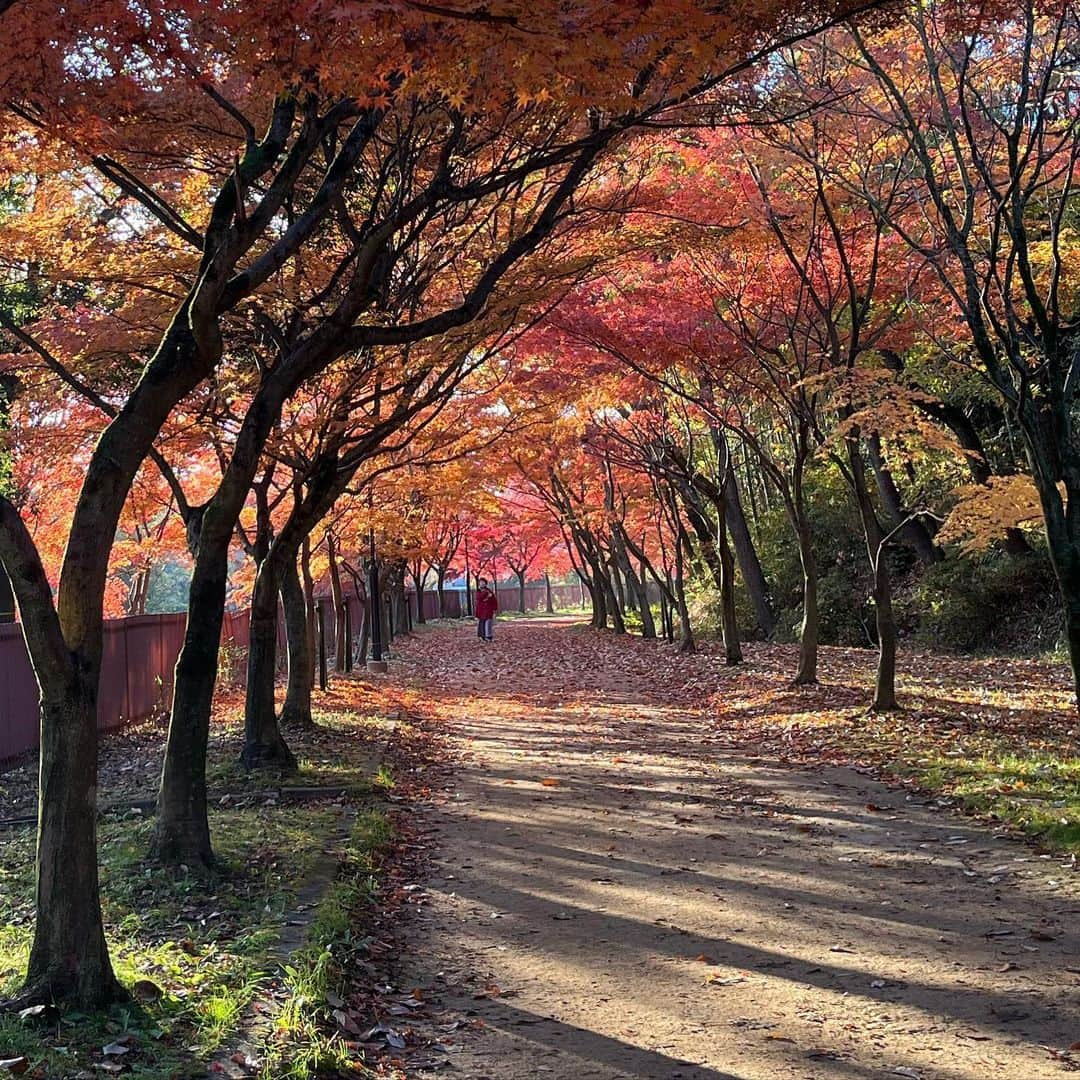 上田悦子のインスタグラム：「美しすぎる🥹 朝さんぽ🍁  誰かが落葉で リースを作ってくれてた🍁🍁  朝日に照らされて とってもキレイ✨  #紅葉#さんぽが好き#深呼吸できる #１週間の始まり✨」