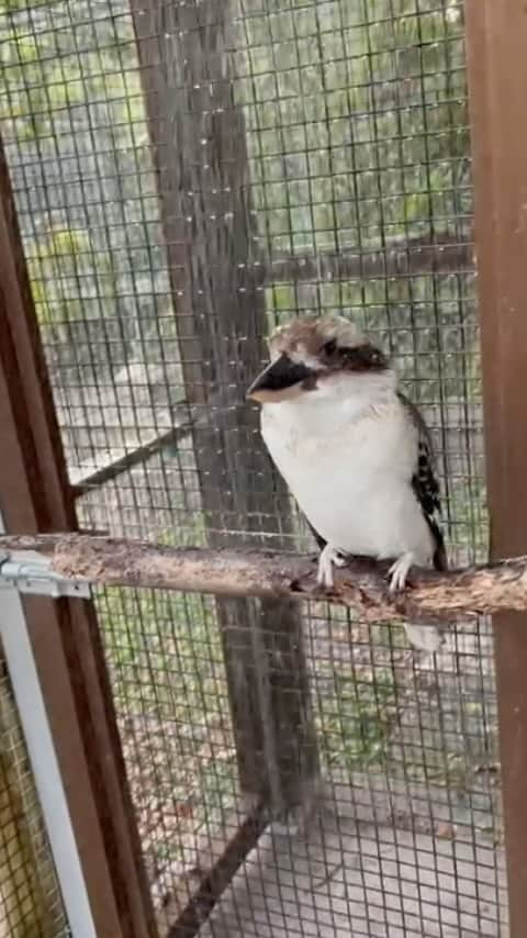 Zoological Wildlife Foundationのインスタグラム：「#Bathtime 🚿 for Kuki our #kookaburra. #sundayfunday   #funfact: Its laugh is used to signal their territory to other birds - scroll down to hear it on a previous post.   Join us this week by booking your tour 📞 (305) 969-3696 or visit ZWFMiami.Com.  #thingstodoinmiami」