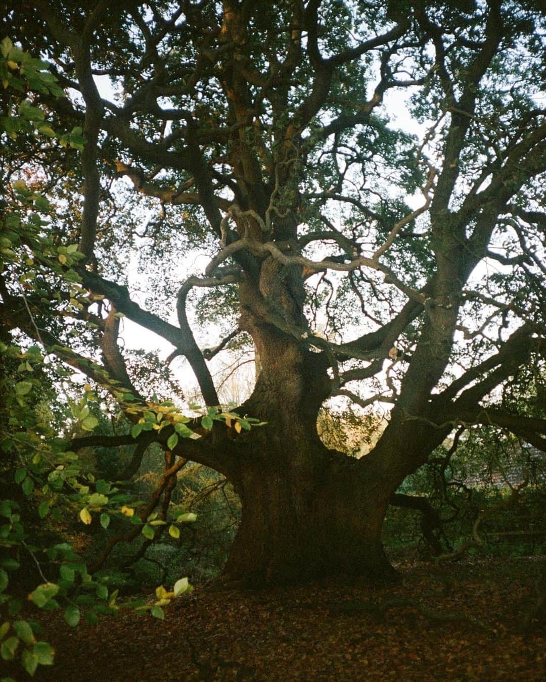 ナオミ・シマダのインスタグラム：「tree of life, connecting heaven & earth. the celts believed the trees to be their ancestors, so deep was their bond. how far we have come from treating the earth, its people and all living things as our kin, as our given obligations to protect. we must wake up from this illusion of separation. It’s imperative we remember we belong to eachother, our survival depends on it. for this forgetting will be our end.」