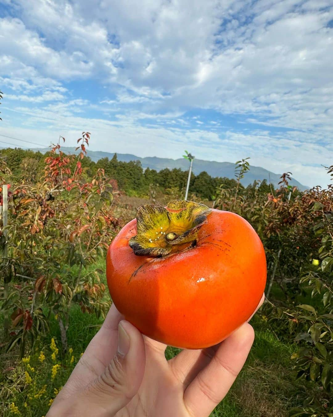 池田航さんのインスタグラム写真 - (池田航Instagram)「柿好き集まれー！✨️ 秋の味覚、柿を使ったレアチーズケーキどうでしたか！？  久しぶりにこんなに立派な富有柿を食べました！シャキシャキで甘みも強くて 皮も全然気にならない！ 美味しすぎる！  ☆柿のレアチーズケーキ クリームチーズを使って作った甘酸っぱいレアチーズケーキにたっぷの柿のソースをかけてつくるレアチーズケーキ レシピはとっても簡単で真似しやすい  柿 1個 クリームチーズ  200g 砂糖 60ｇ 生クリーム35％以上 200g レモン汁 大3 粉ゼラチン 8g オレオクッキー 15枚 無塩バター 40g  ○柿ソース 柿(みじん切りにしてからミキサー) 100g レモン汁 小1 ゼラチン 3g   #奈良」12月4日 8時50分 - kohcooking