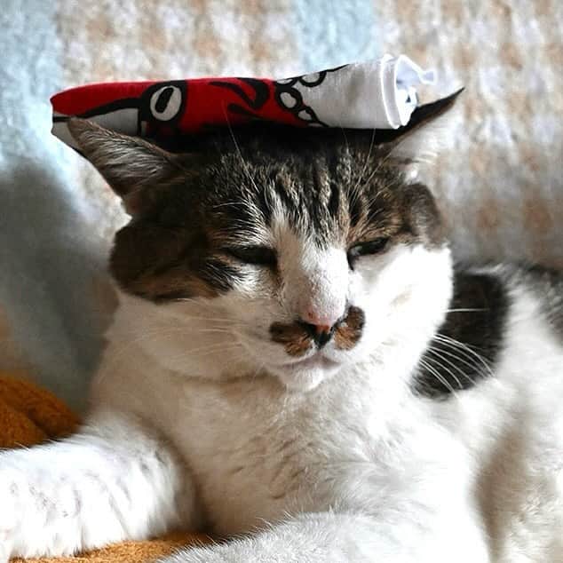 土肥美帆のインスタグラム：「🐈 ・ 本日12月4日１２時から ケンジ商店オープンです。  手ぬぐいはほっかむってもいいし、 頭にちょこんと乗せたり、 ストールとして、 または掛けてみたり、 敷いてみたり。 みなさんの手ぬぐいアイデアお待ちしてます❣️  それと、ケンジと虹の B2ポスター（額は含みません） クリアファイルも新作として販売します。  どうぞよろしくお願いします。  売り上げの一部は、 毎度ですが、ケンジと浜の猫たちのご飯、 治療費として使わせていただいてます。 おかげさまで、みんな元気❤️ なまらありがとう(=･ω･=)  今日もご機嫌な1日をだべや (=-ω-=)🍀」