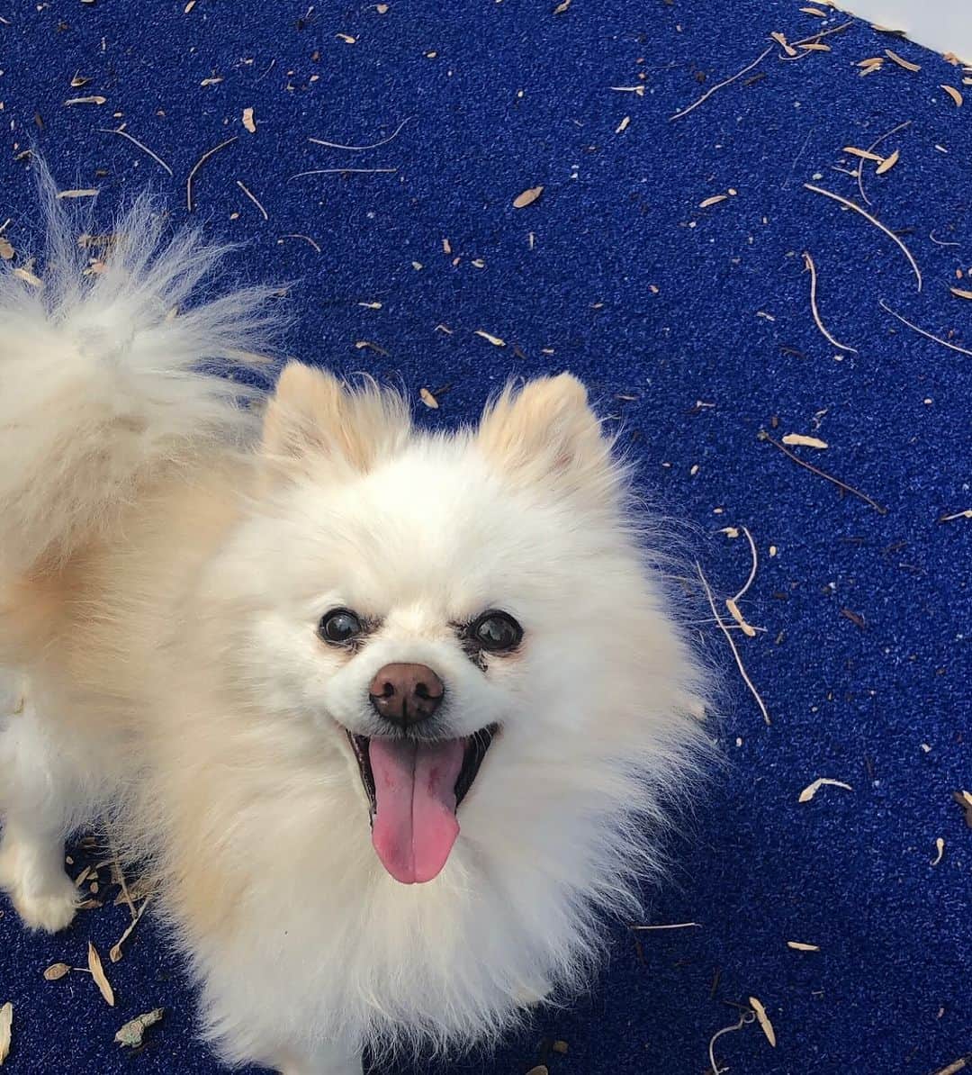 ジェイワウのインスタグラム：「Missing you a lot today 🐶 😕 promise I’m taking good care of Noel while you two are apart 💔」