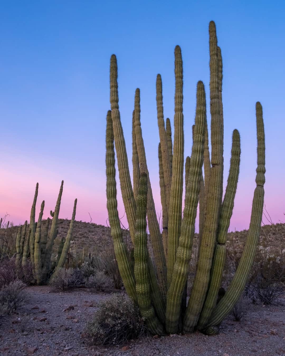 National Geographic Travelのインスタグラム：「Photo by @kristarossow | While visiting southern Arizona, I ventured out at dawn to photograph the giant organ pipe cacti that grow abundantly in this section of the Sonoran Desert. The branching arms of these cacti can reach up to 23 feet (7 meters) high.   Follow @kristarossow for more images from around the world.」
