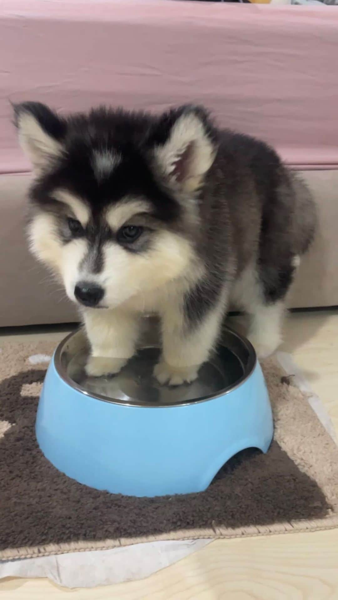 MARUのインスタグラム：「Hydration Tip: Drinking one gallon of water a day helps you avoid other people’s drama because you are too busy peeing 🤭 Stay hydrated my friends 💦 • • #siberianhuskypuppy #huskypuppy #cutepuppy #funnypuppy #funnydogvideo #dogreels #dogsofinstagram #sillypuppy #littlepuppy #happyhusky #nothingtodo」